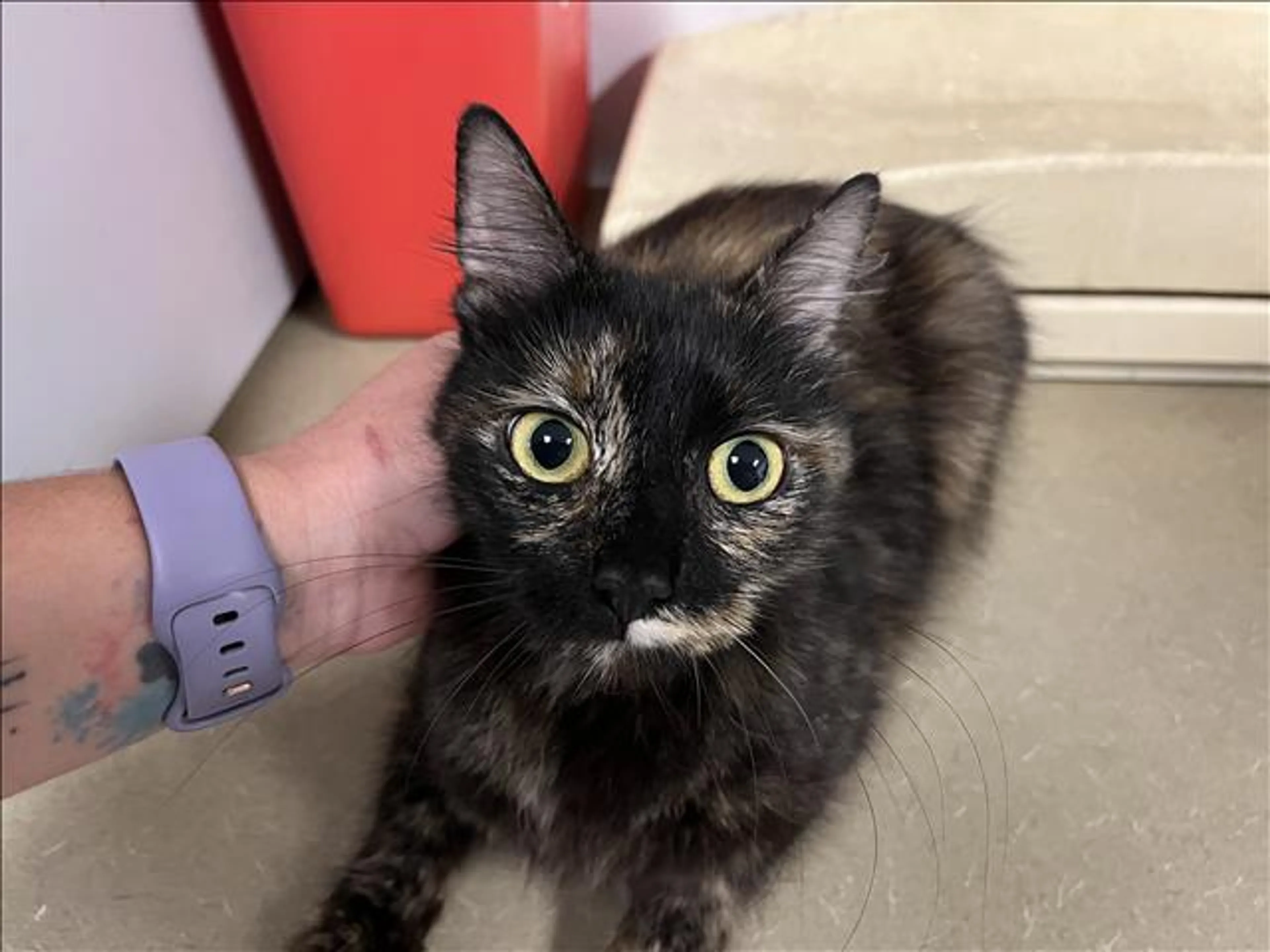 Found pet