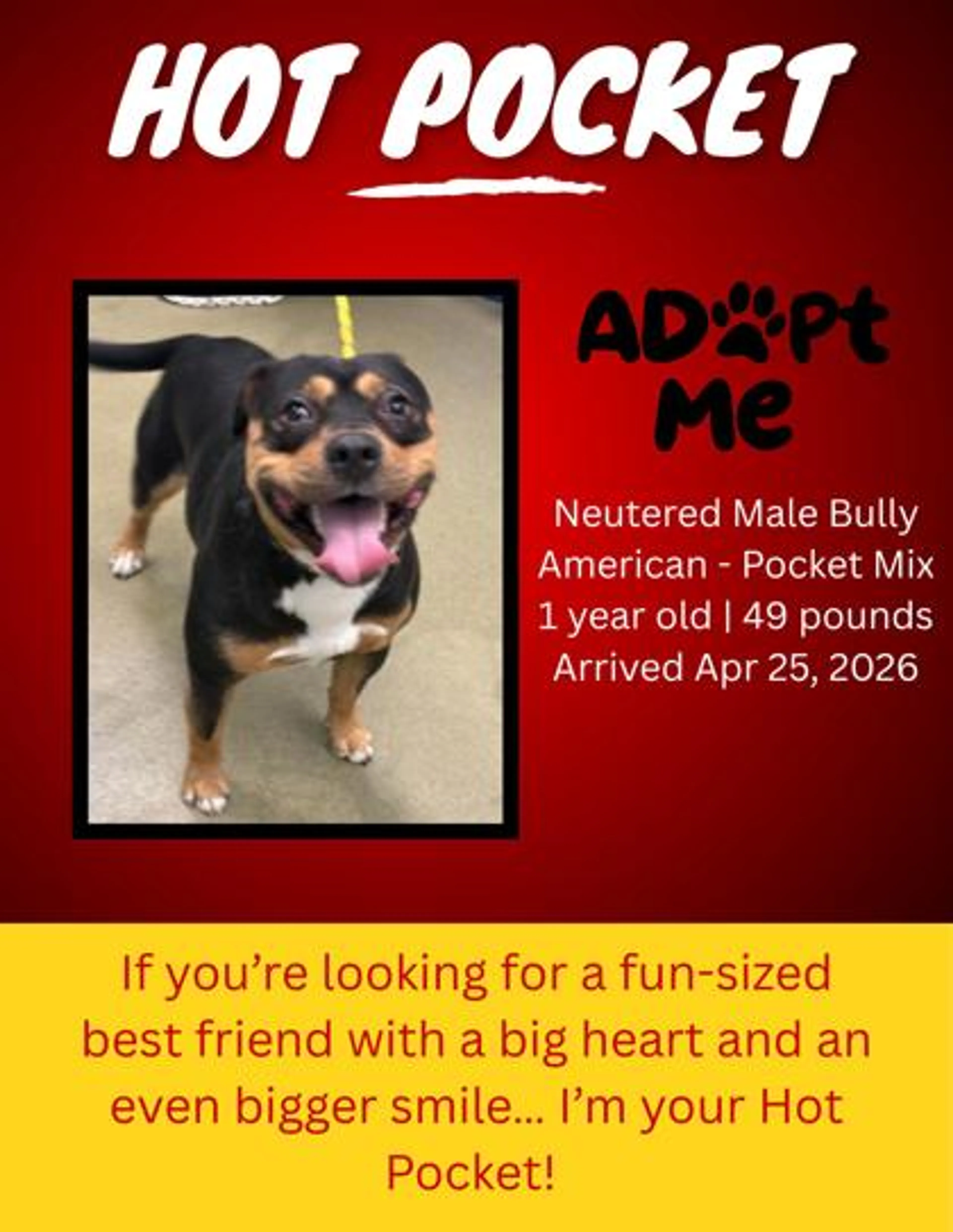 Found pet-1