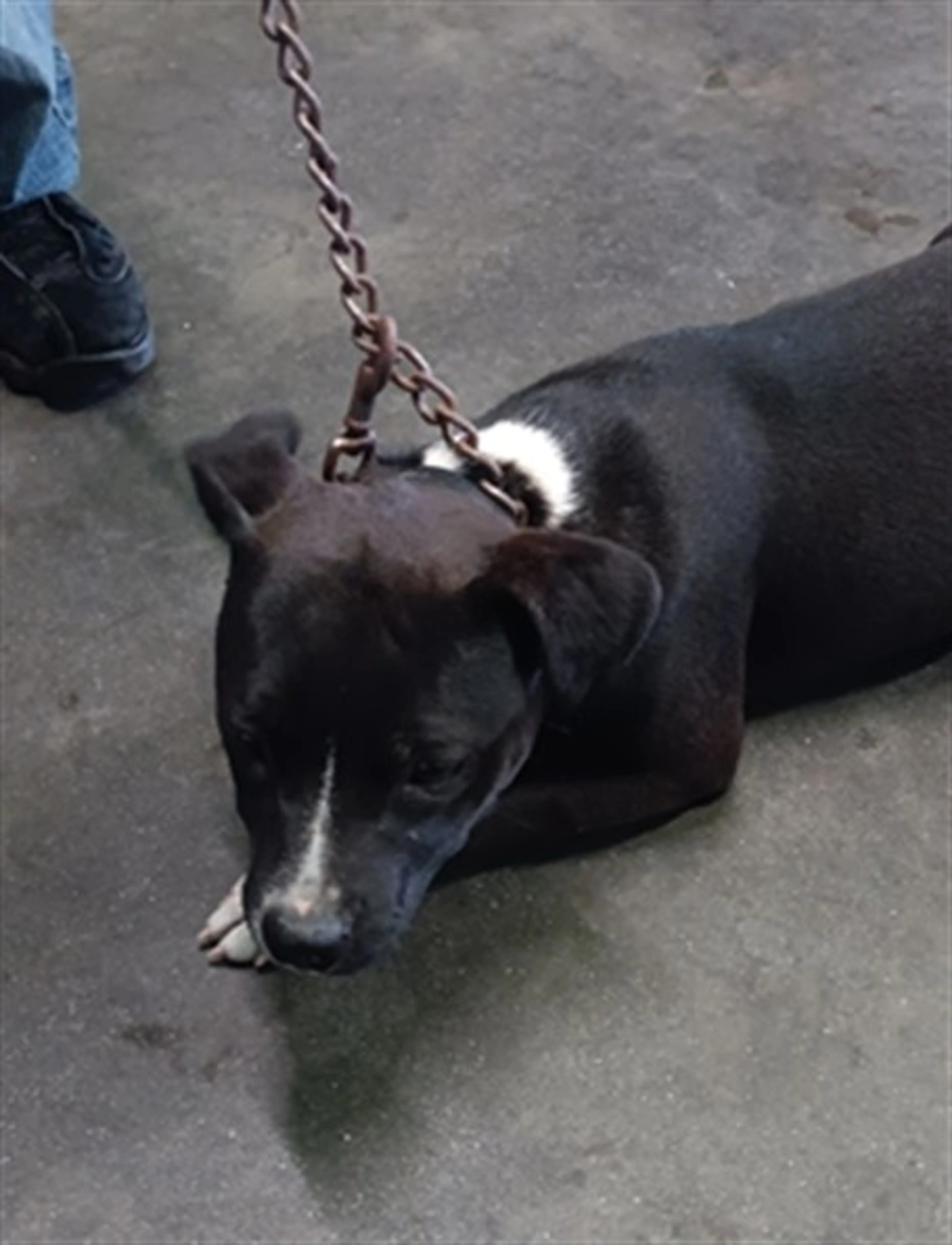 Found pet