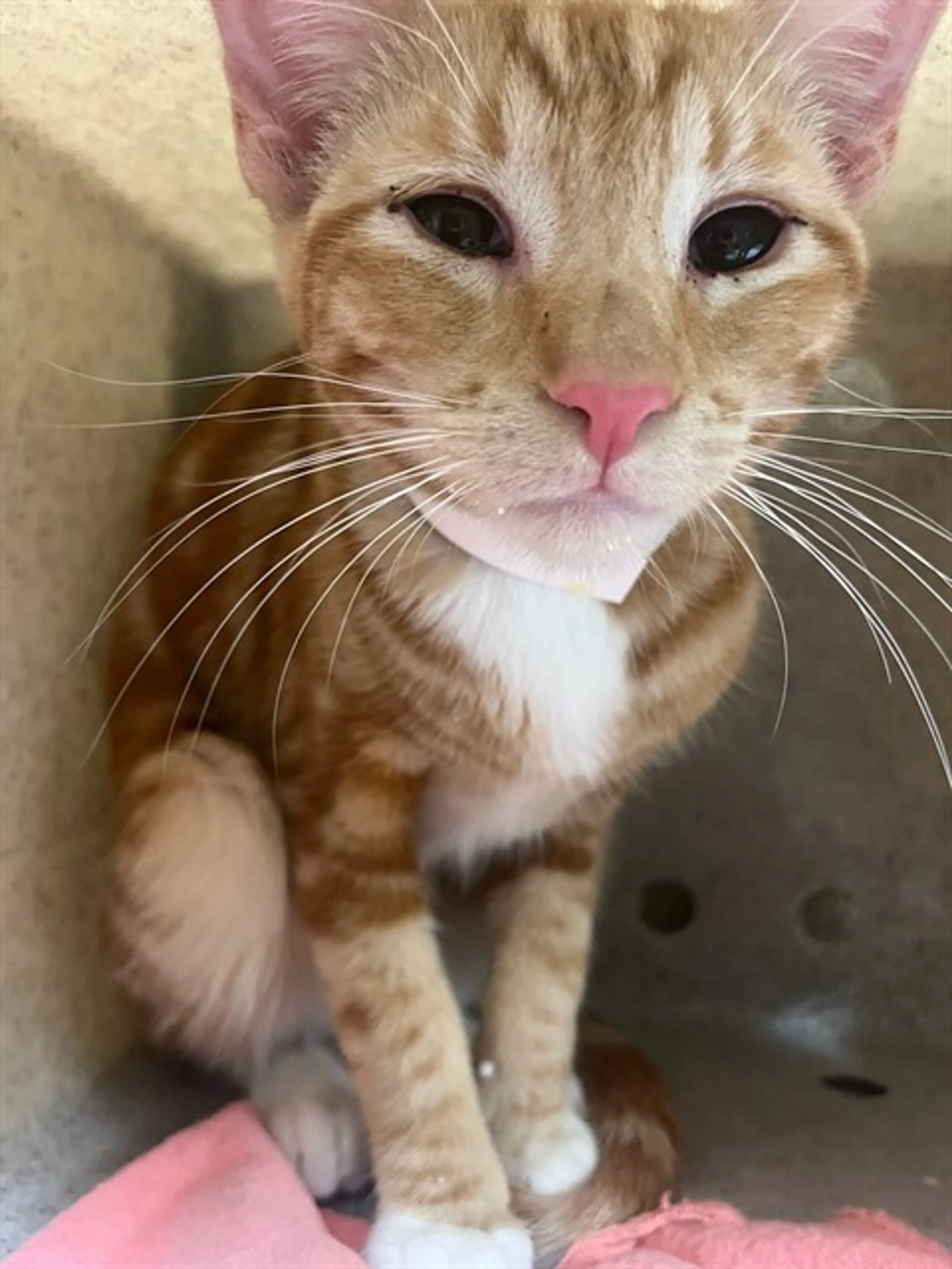 Found pet