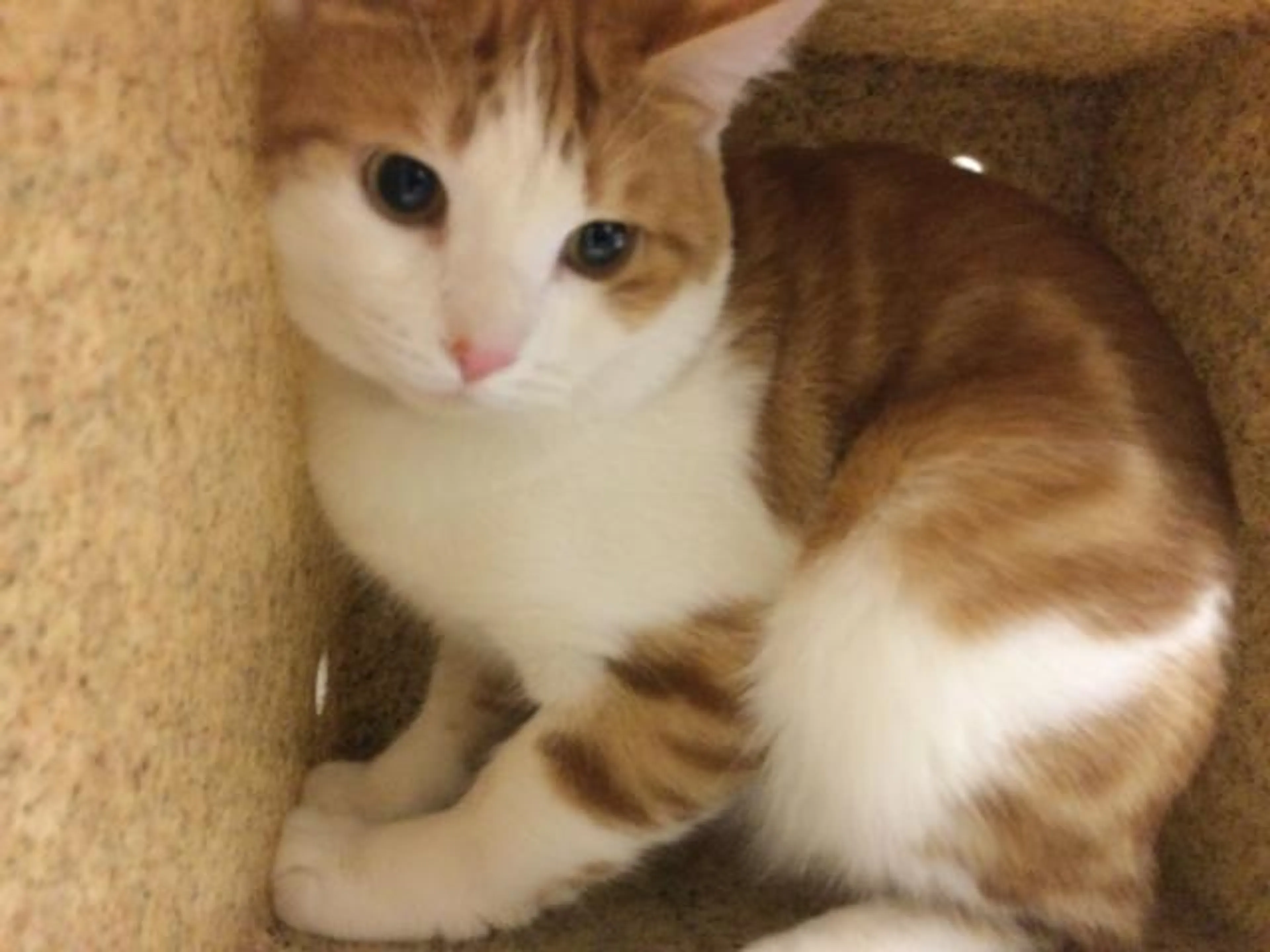 Found pet