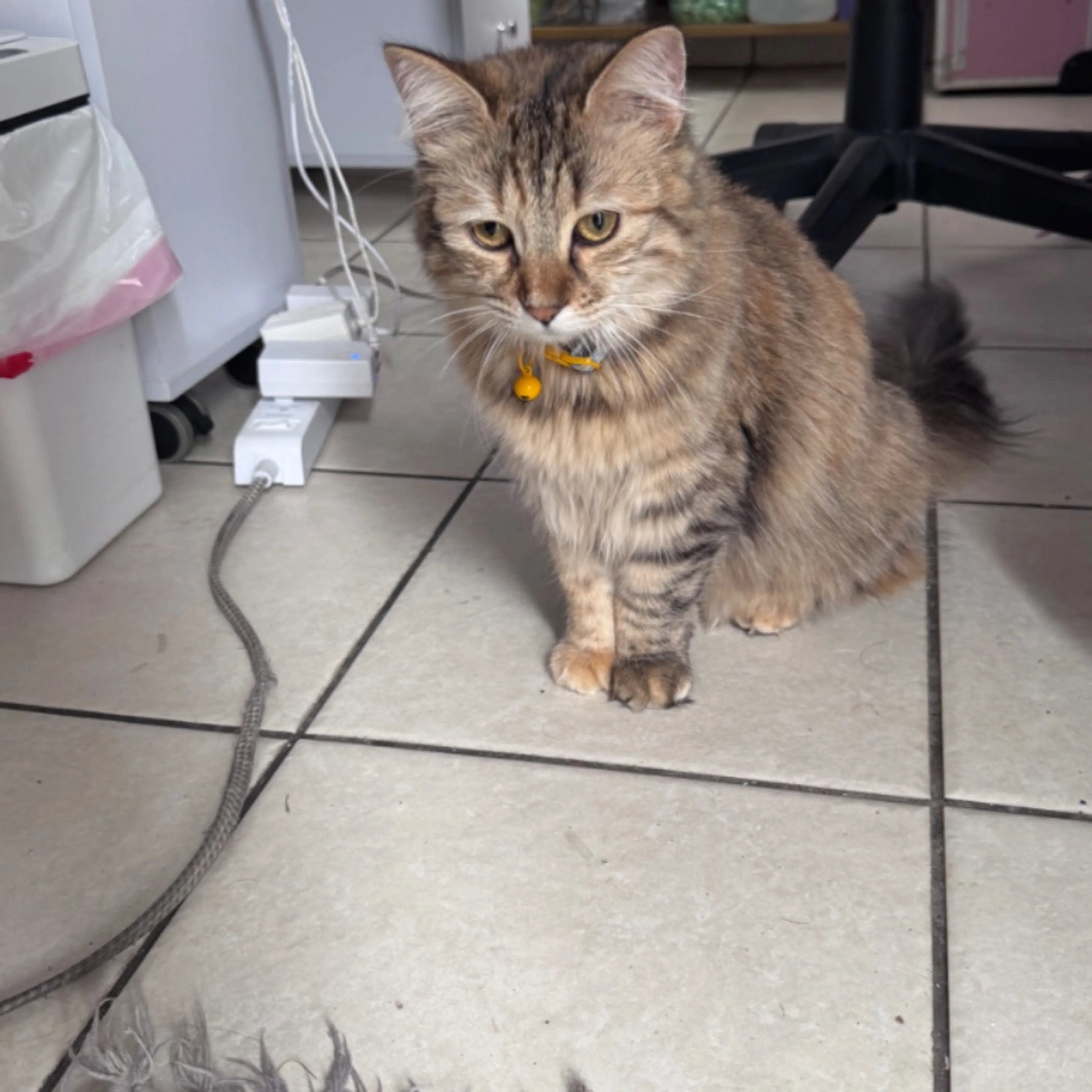 Lost pet-0