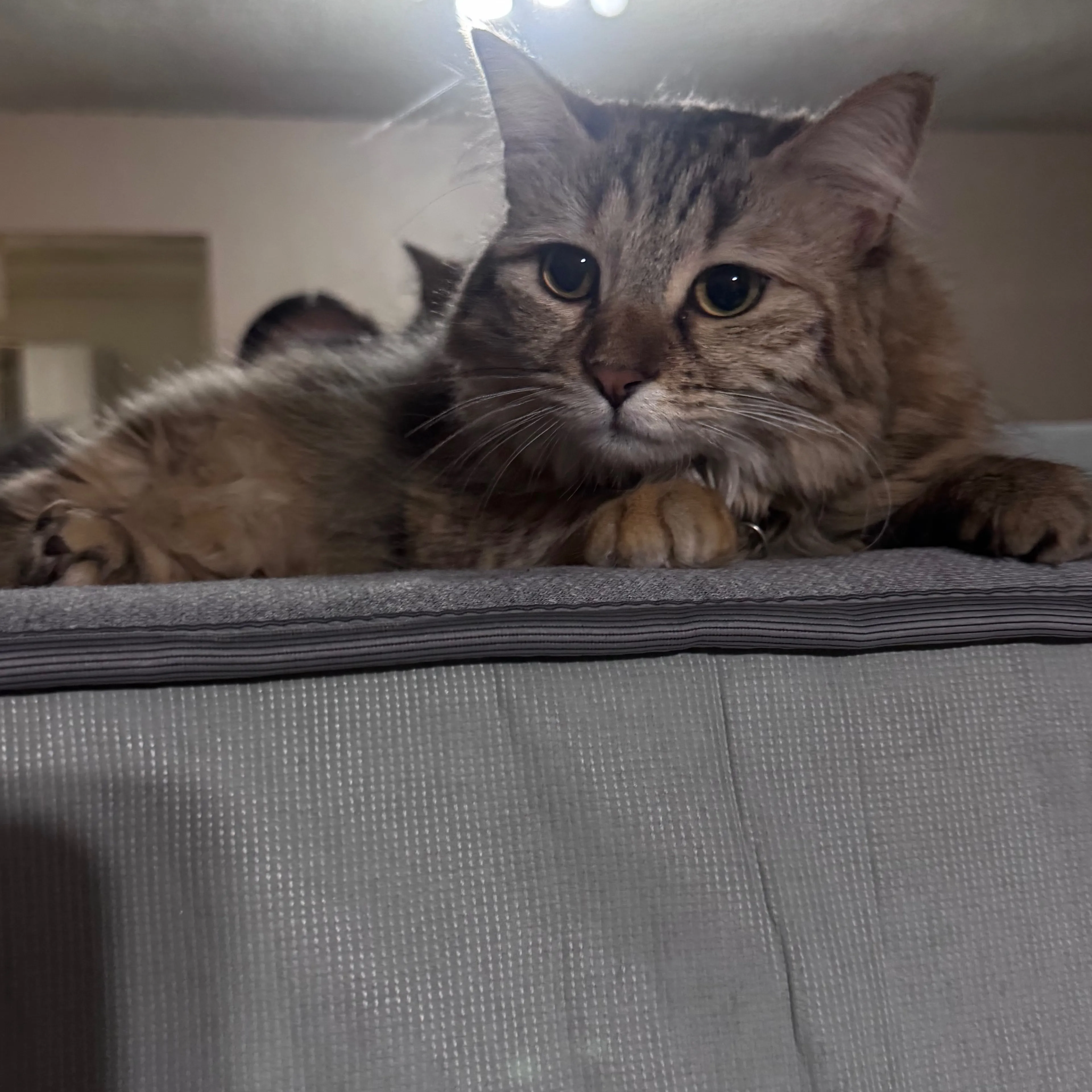 Lost pet-2