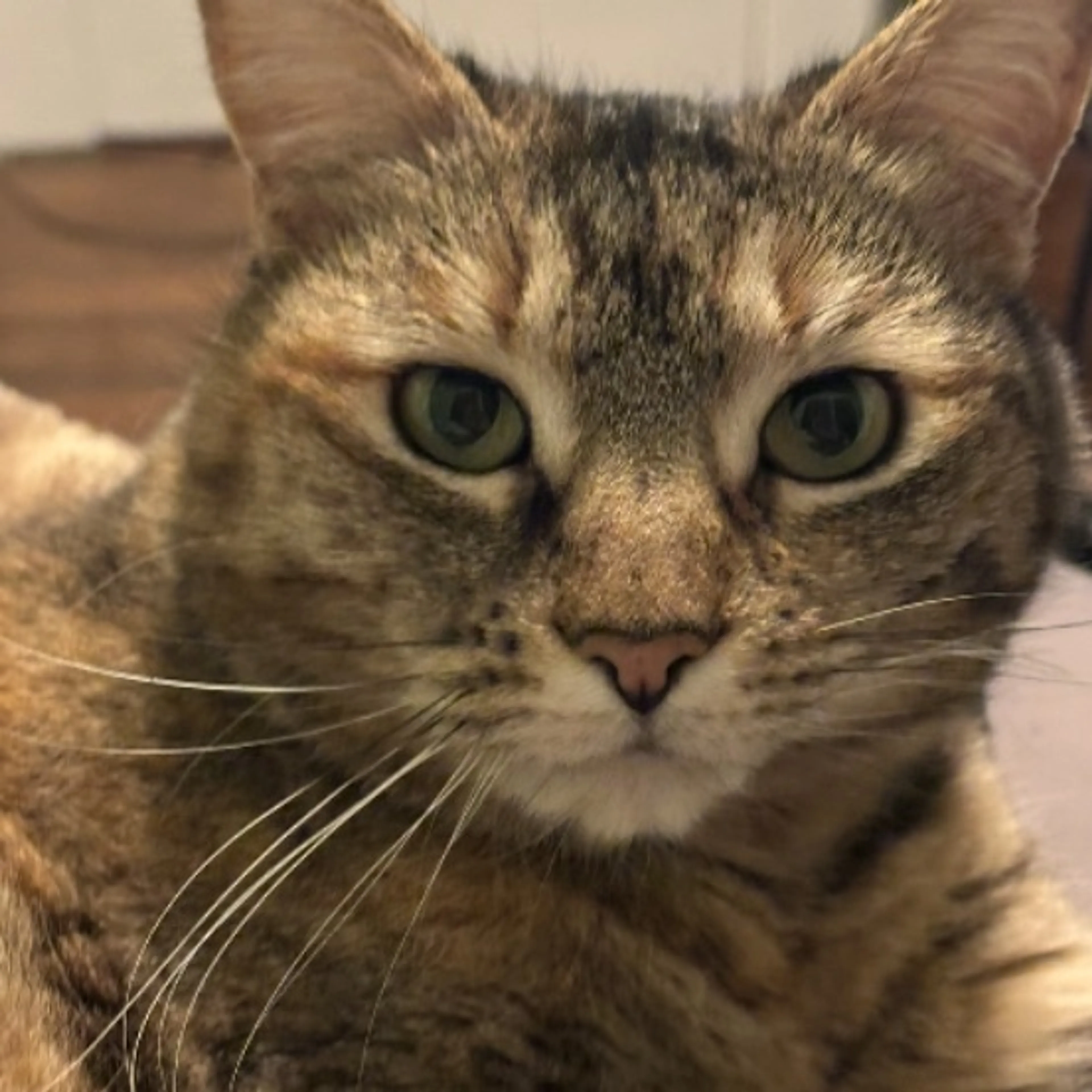 Lost pet