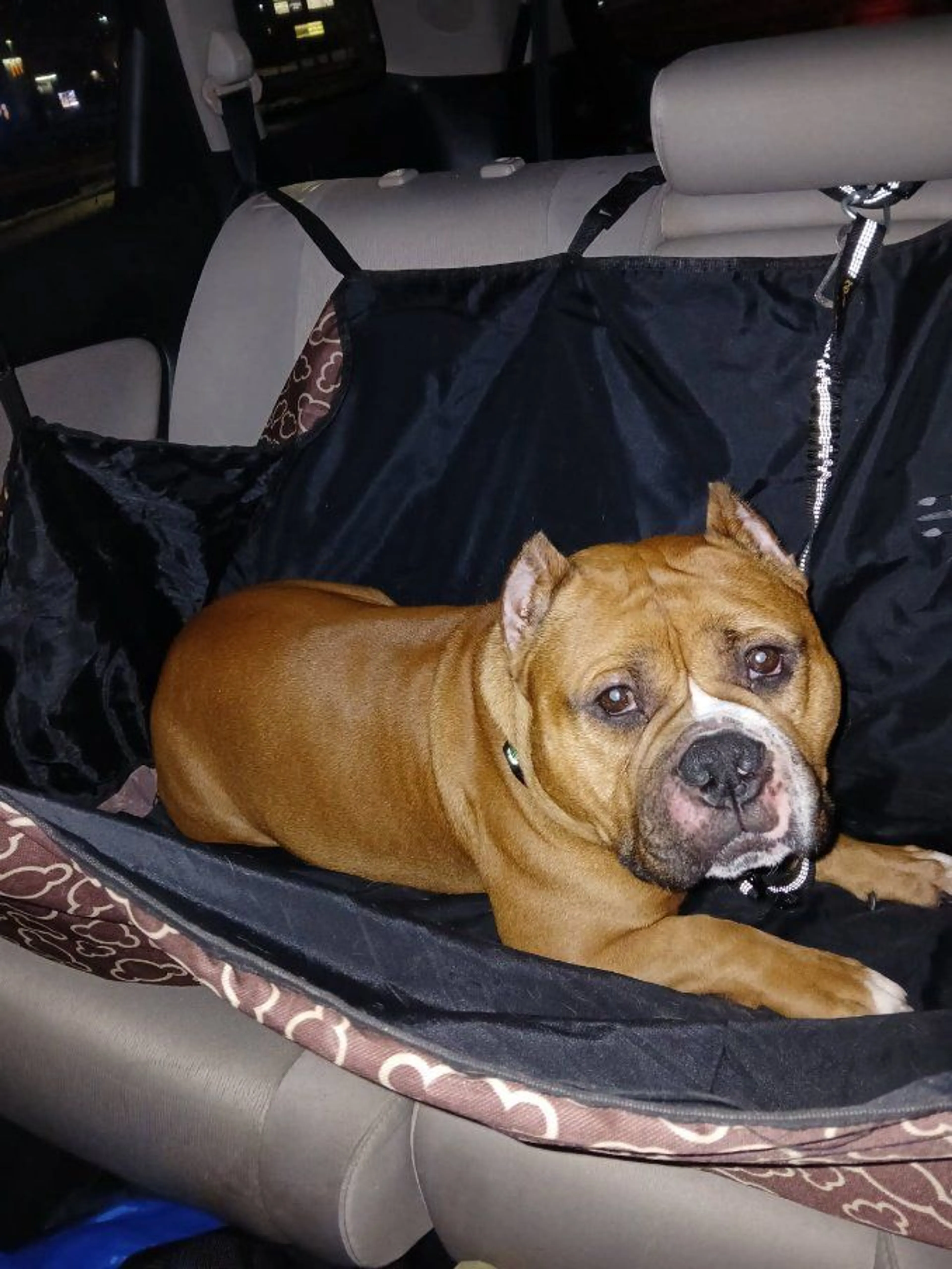 Lost pet