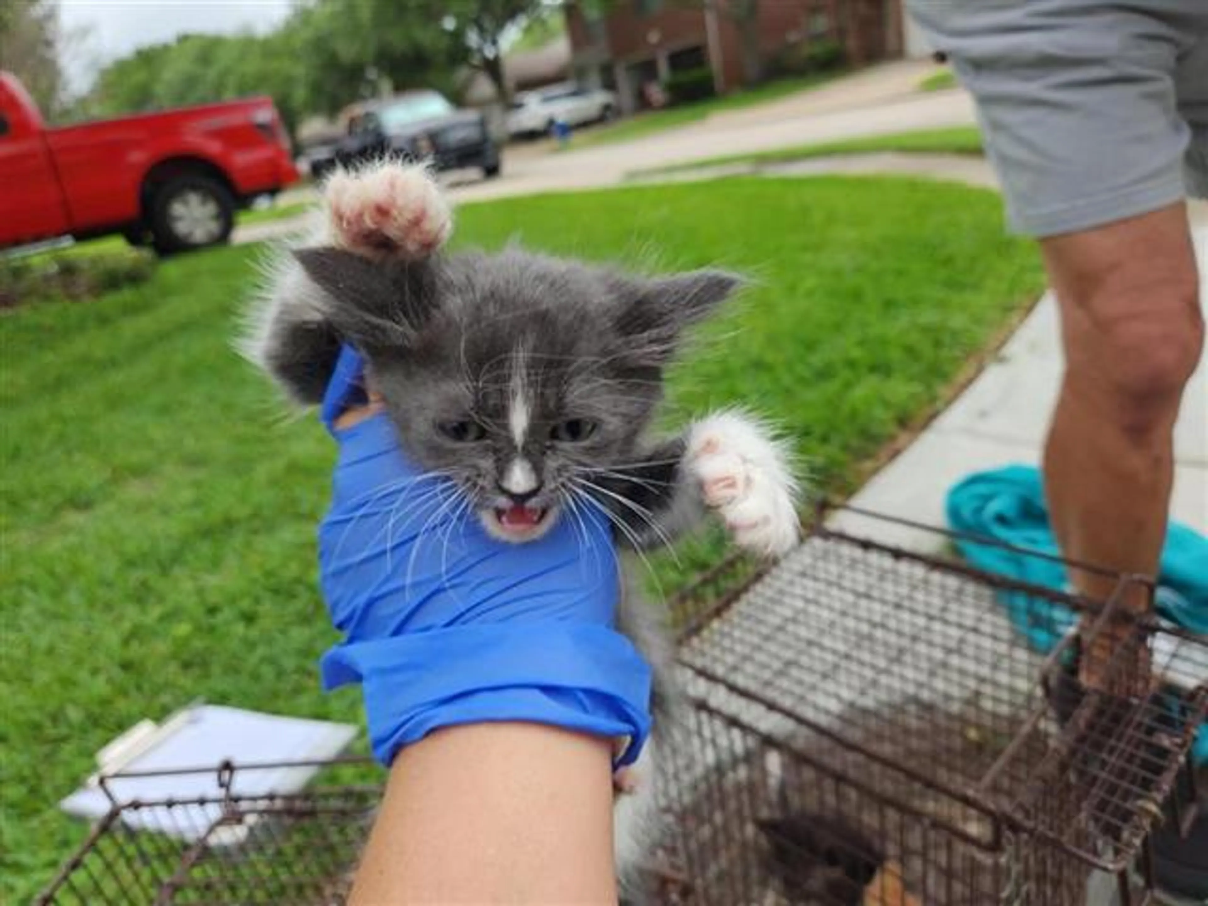 Found pet