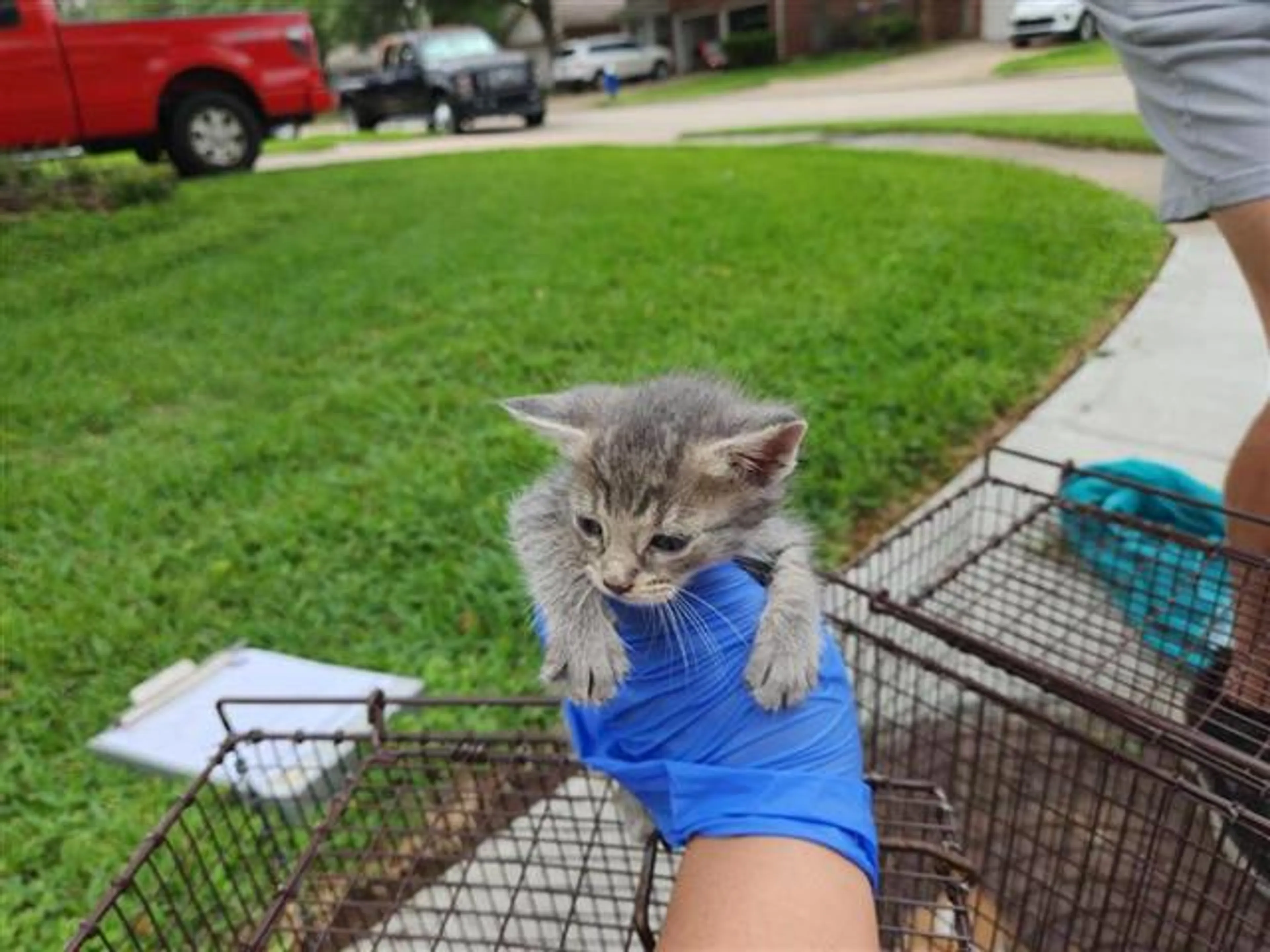 Found pet