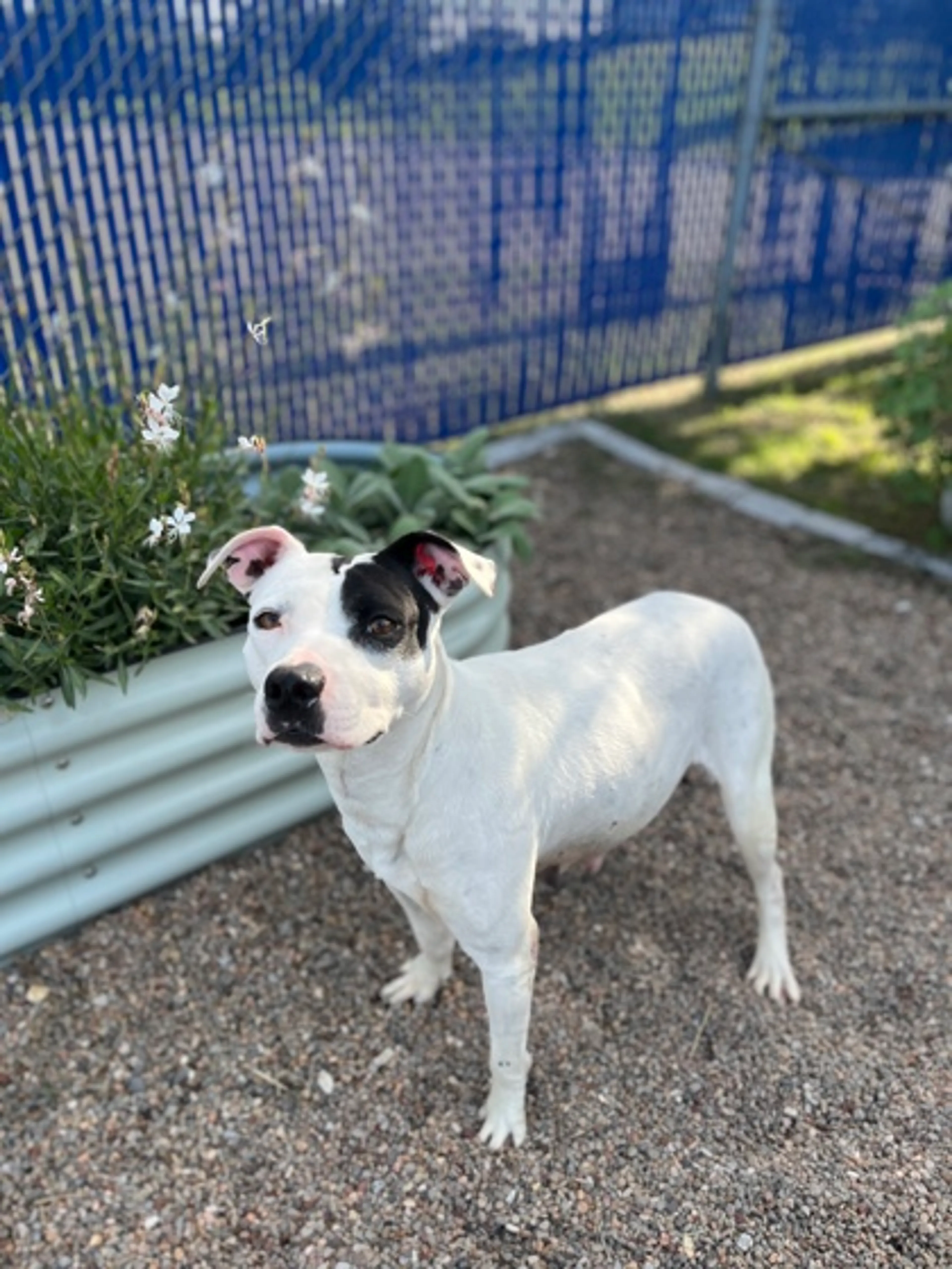 Found pet-2