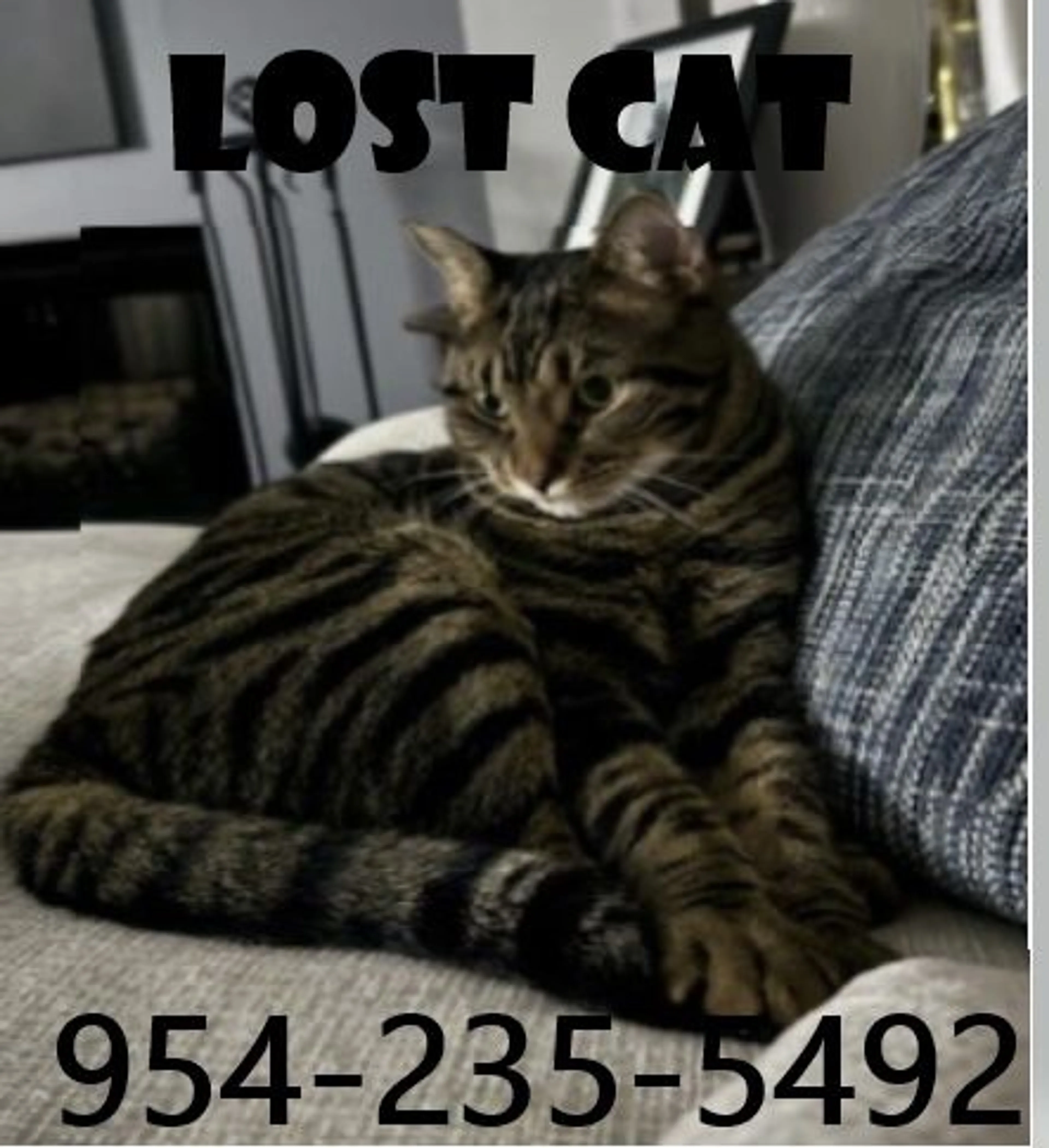 Lost pet-0