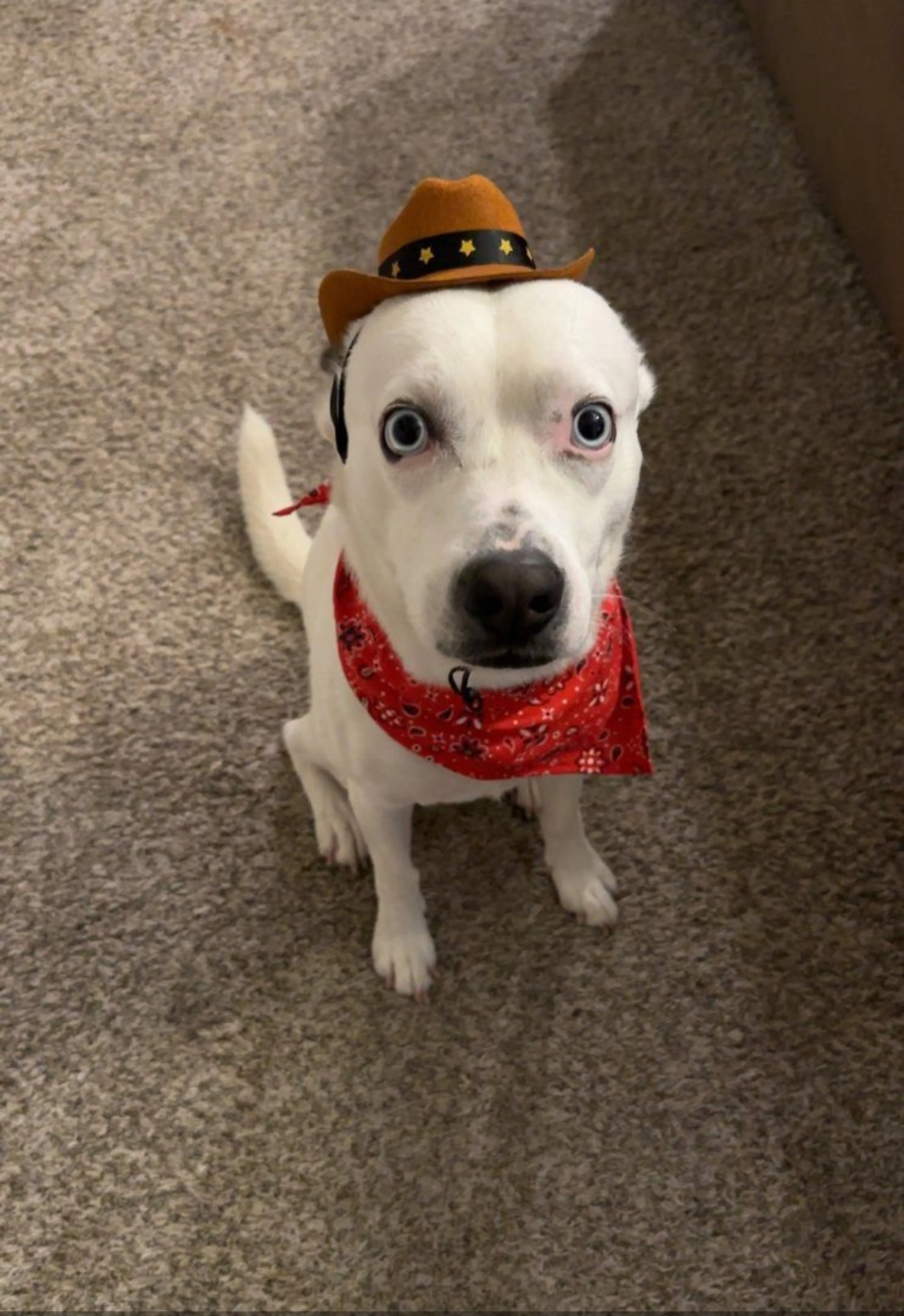 Lost pet
