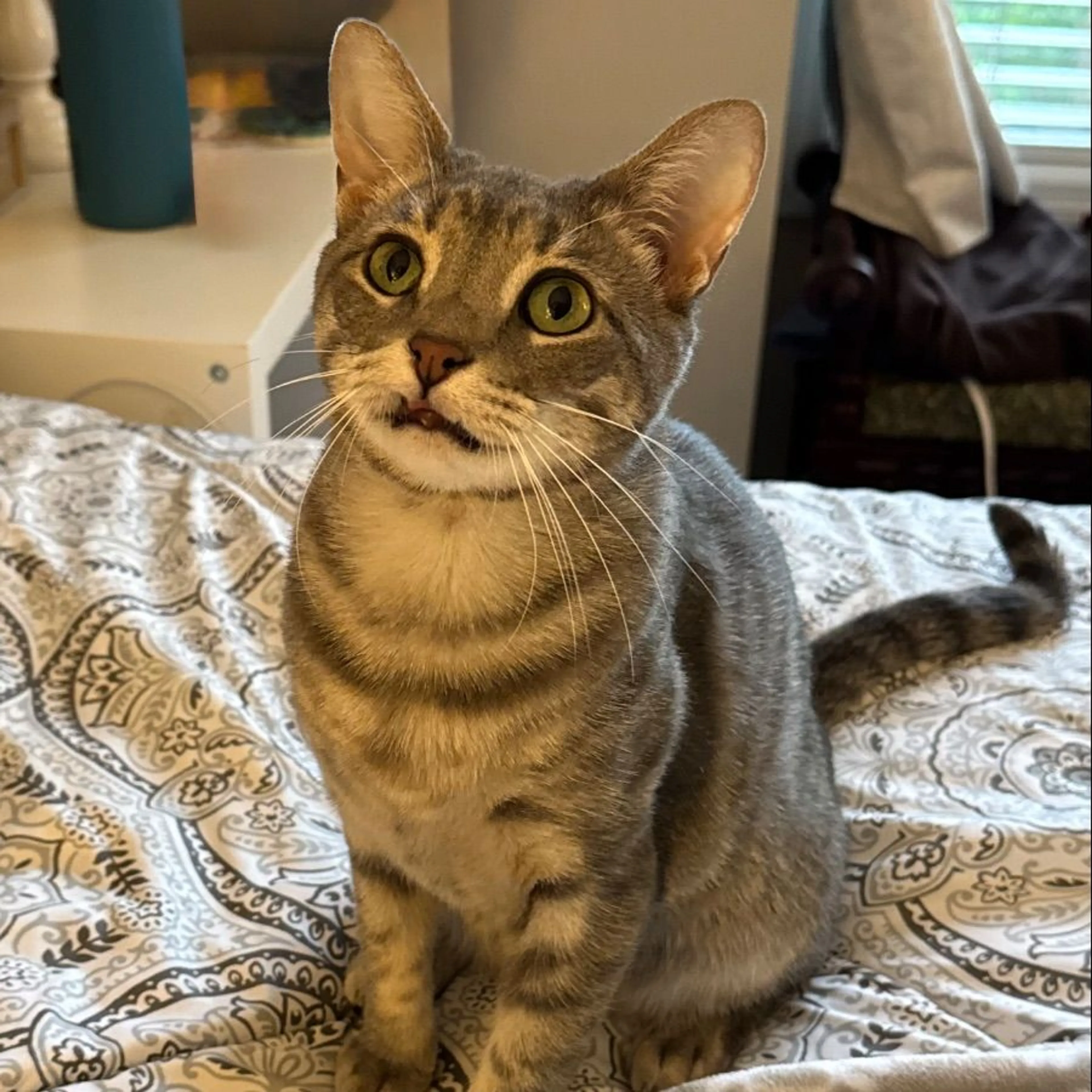 Lost pet