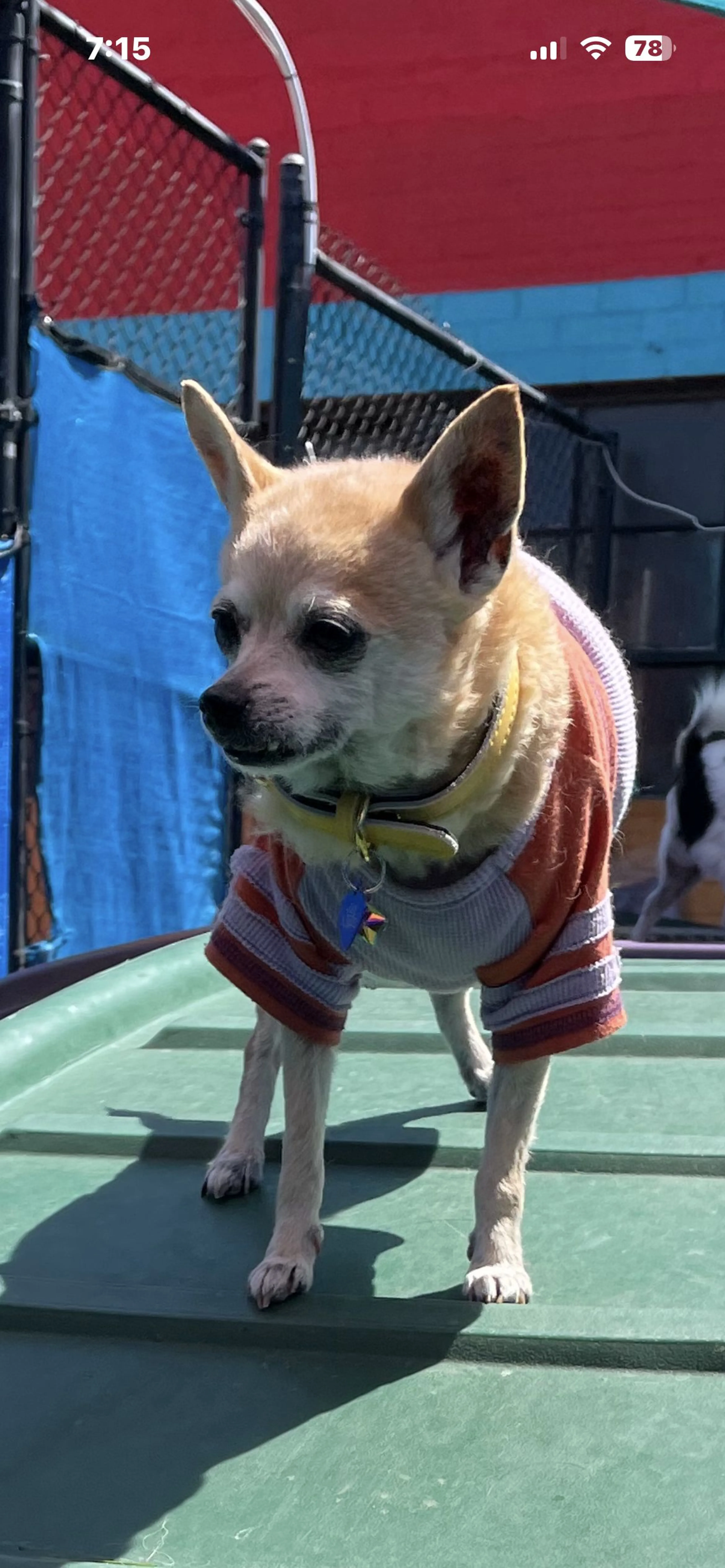 Lost pet