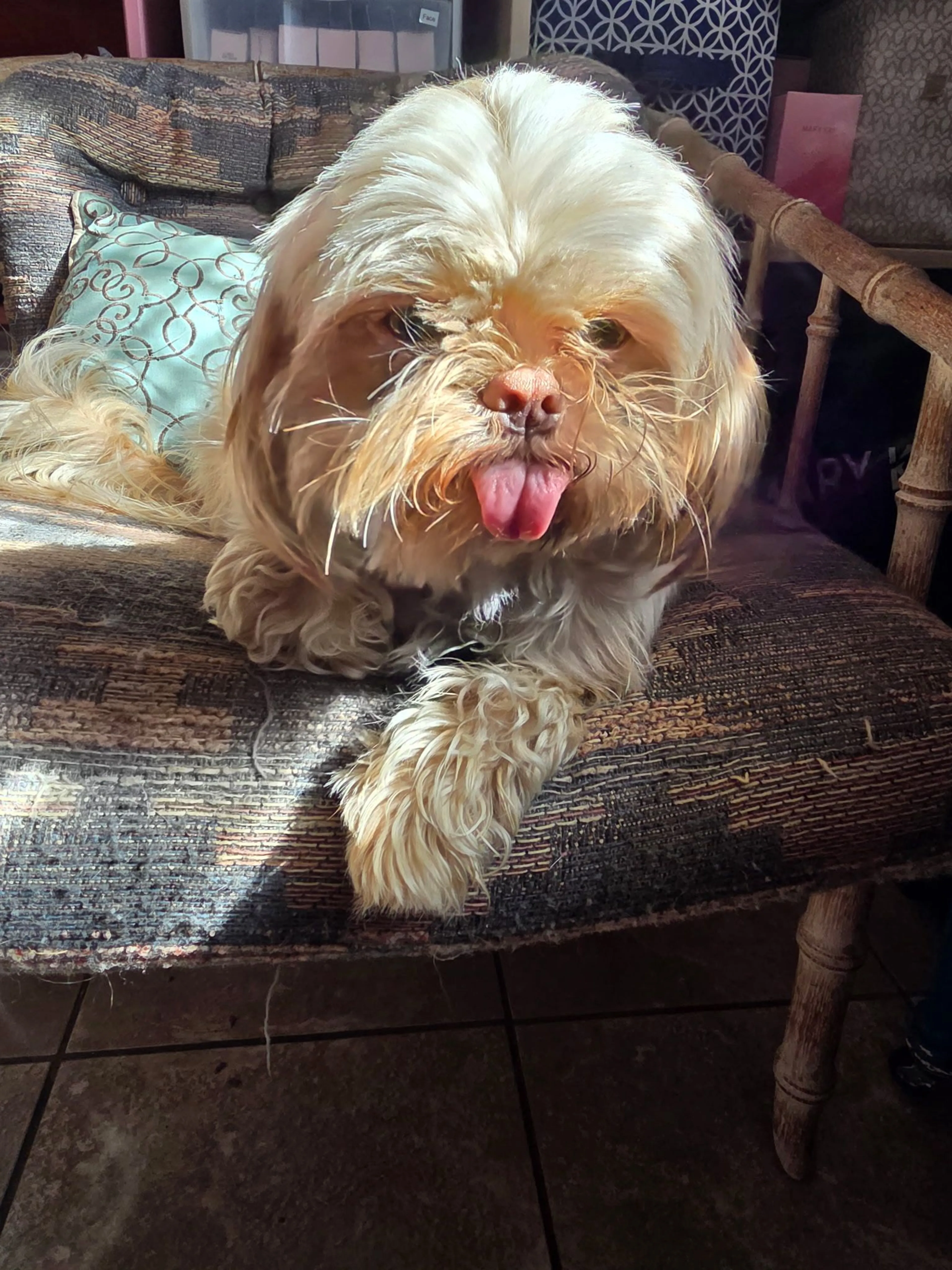 Lost pet-1