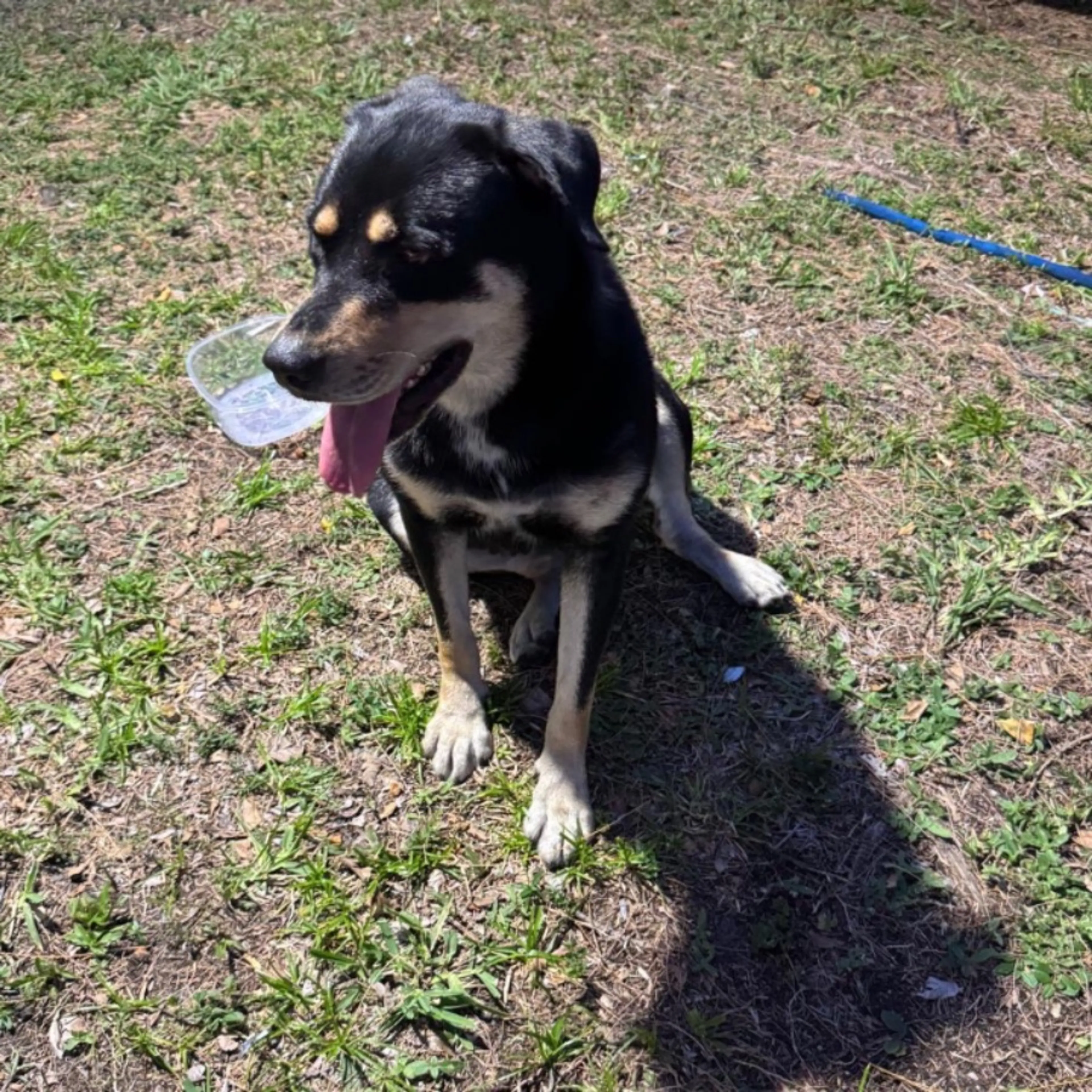 Found pet