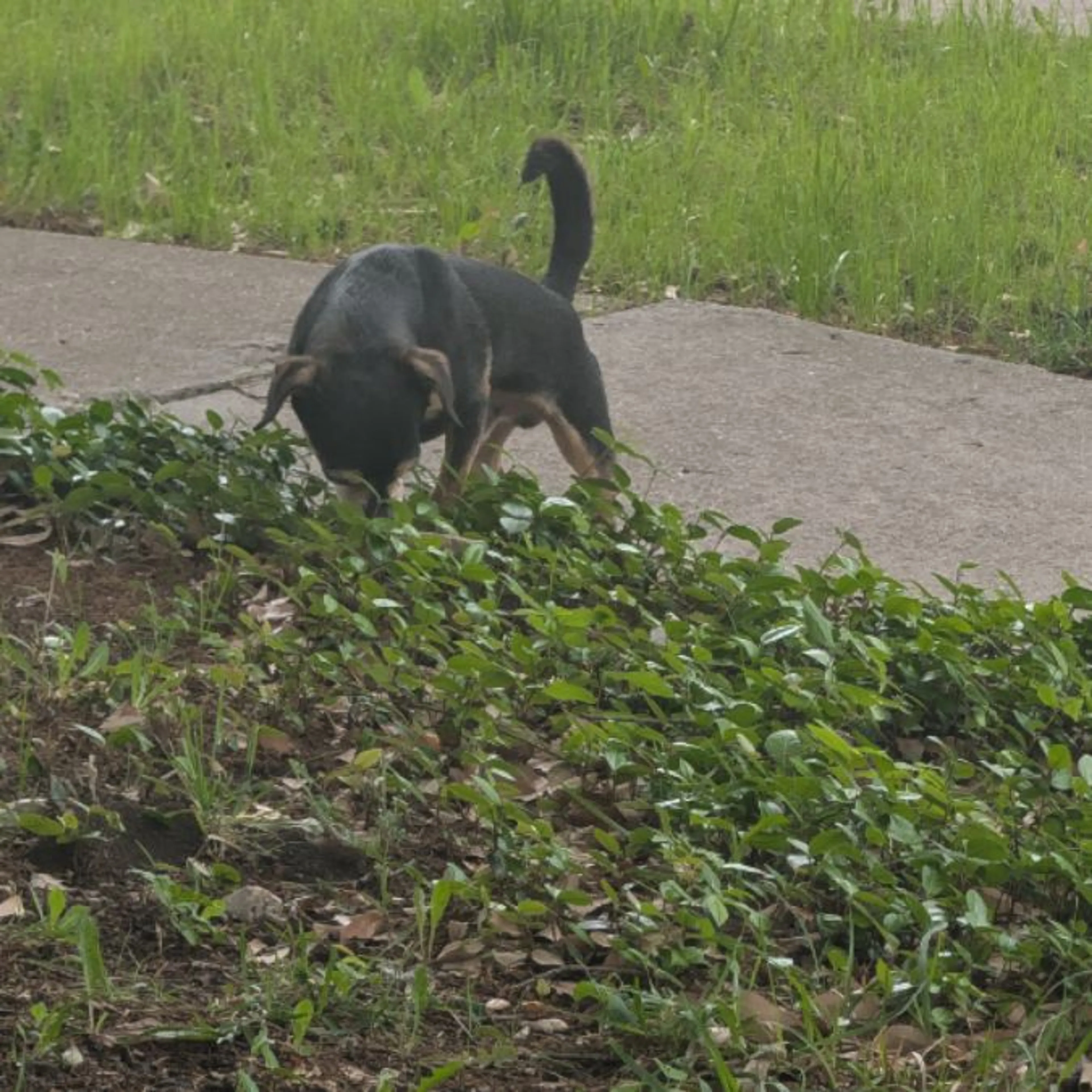Found pet