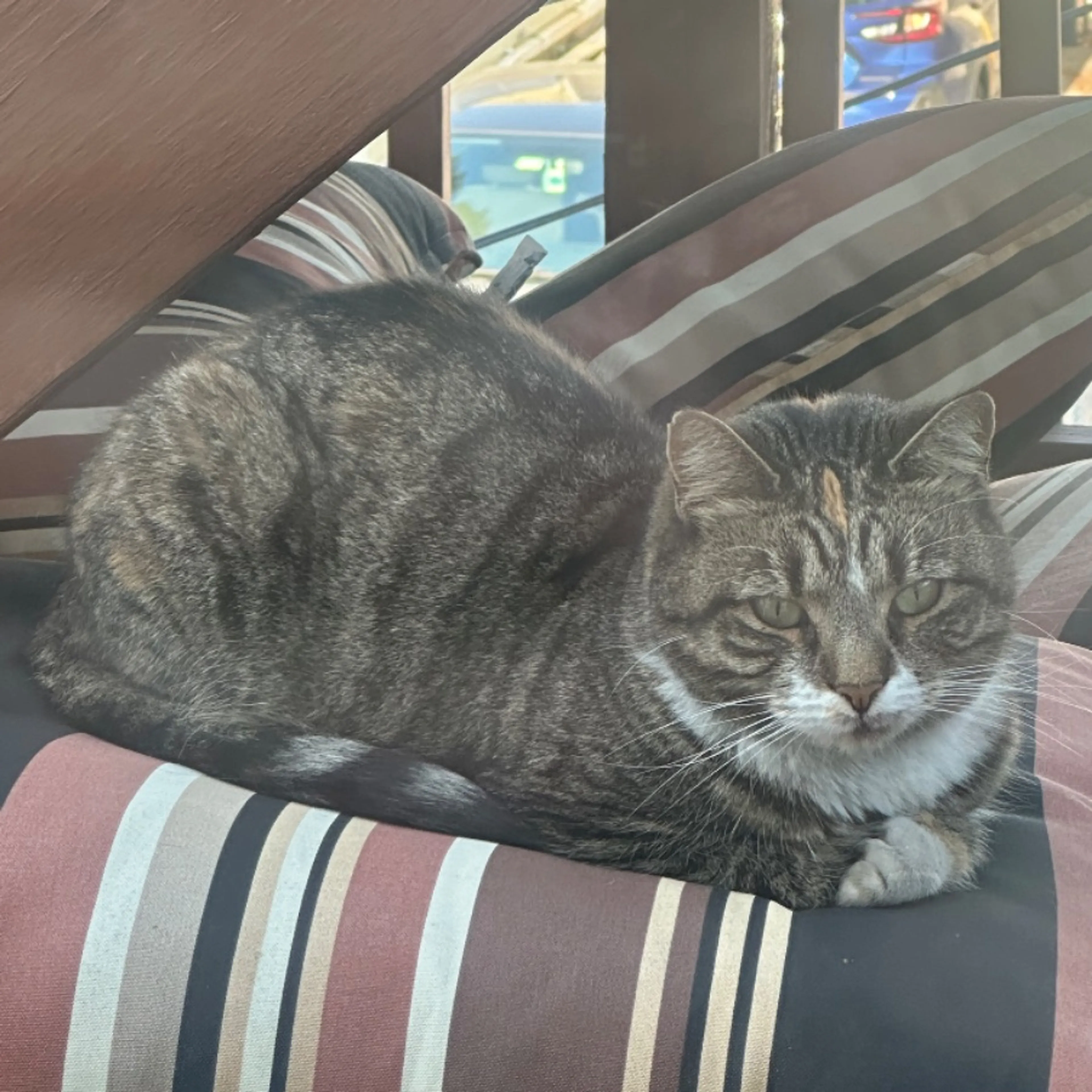Found pet