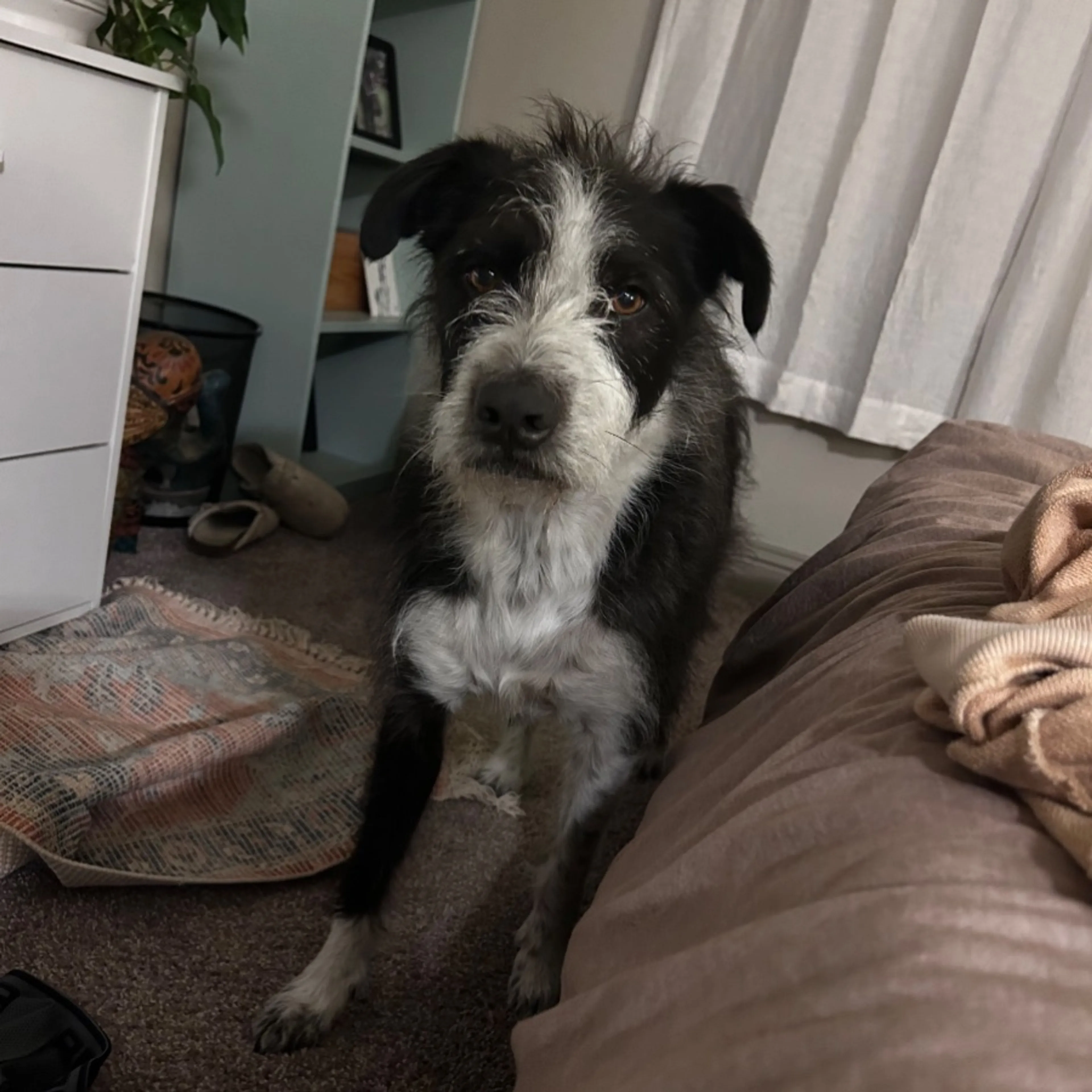 Lost pet