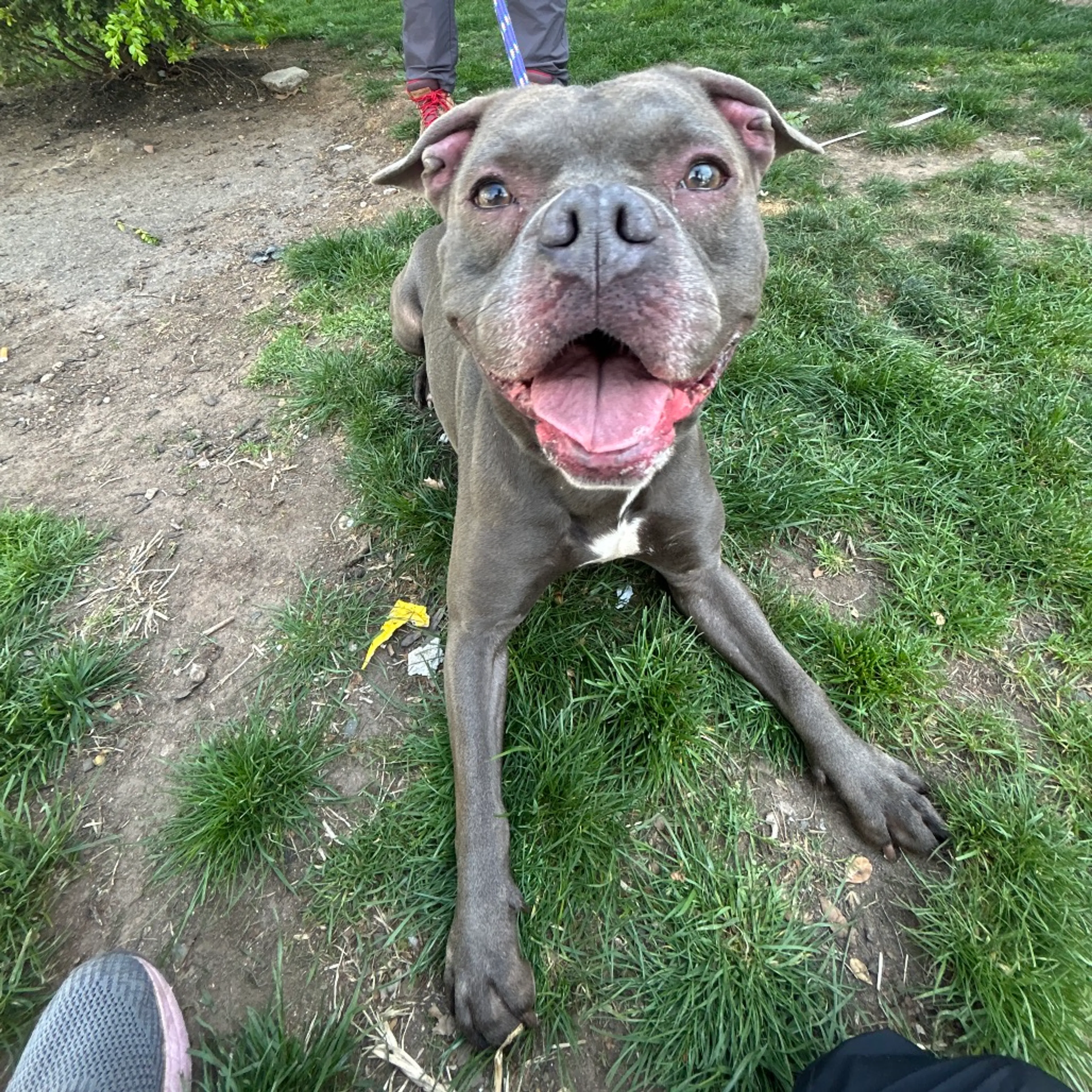 Found pet-4