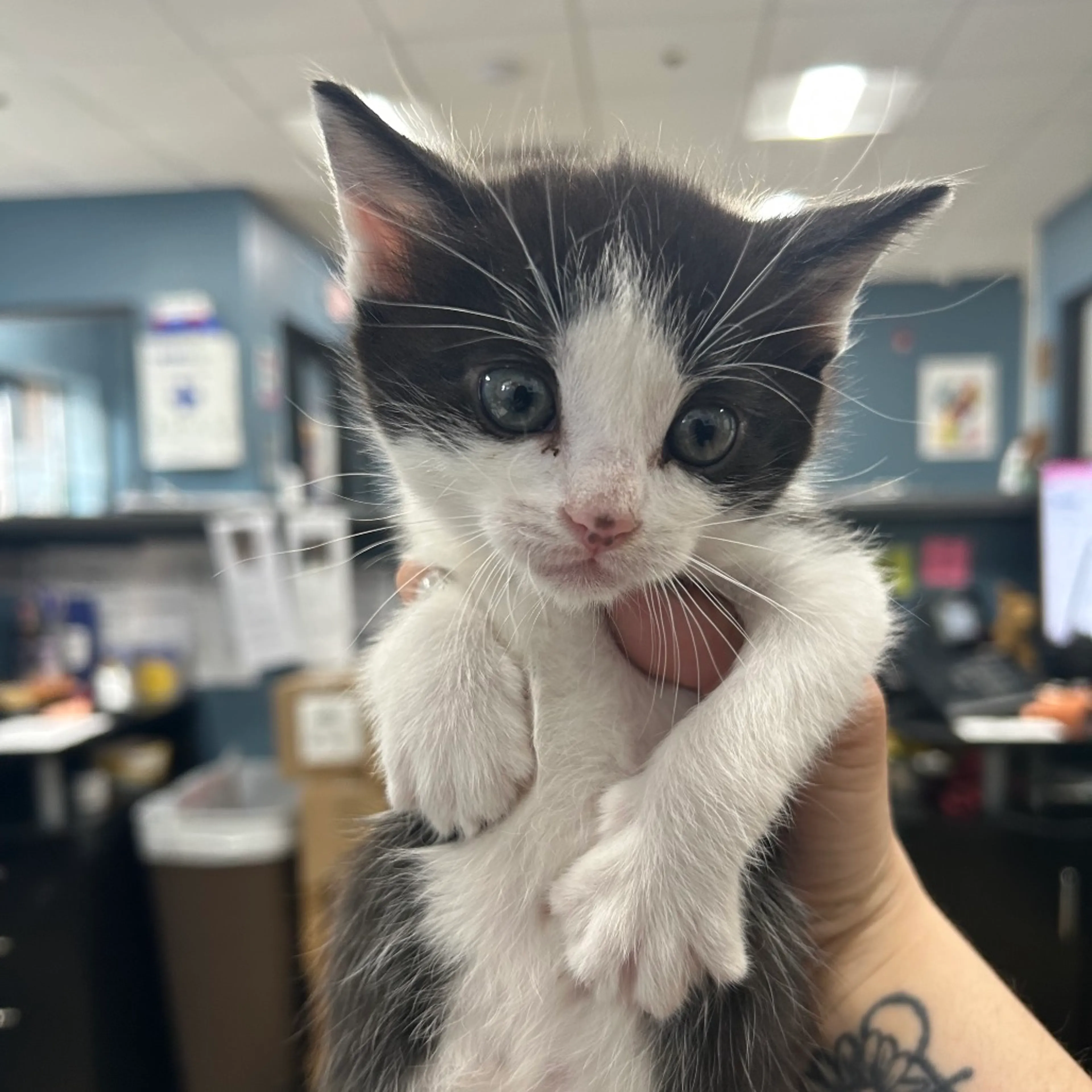 Found pet