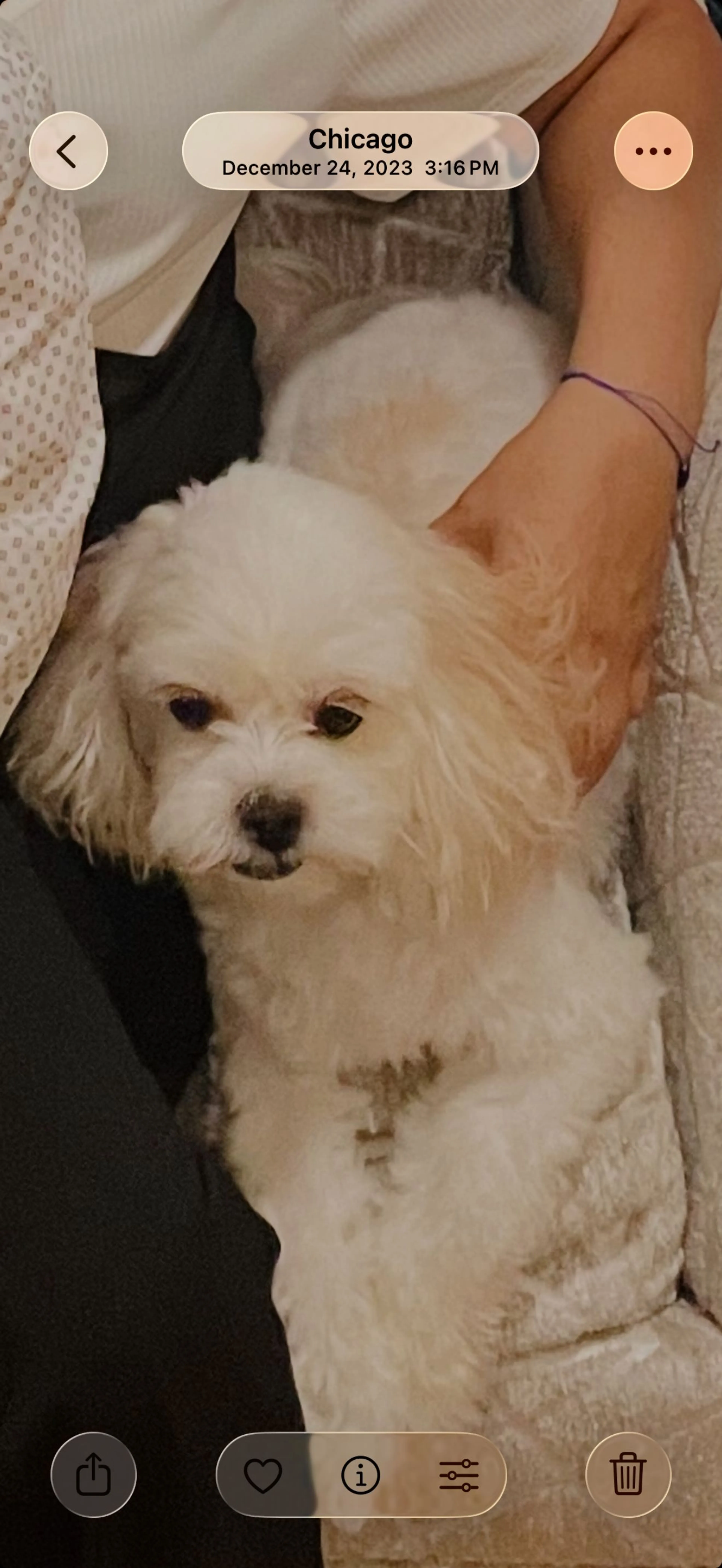 Lost pet