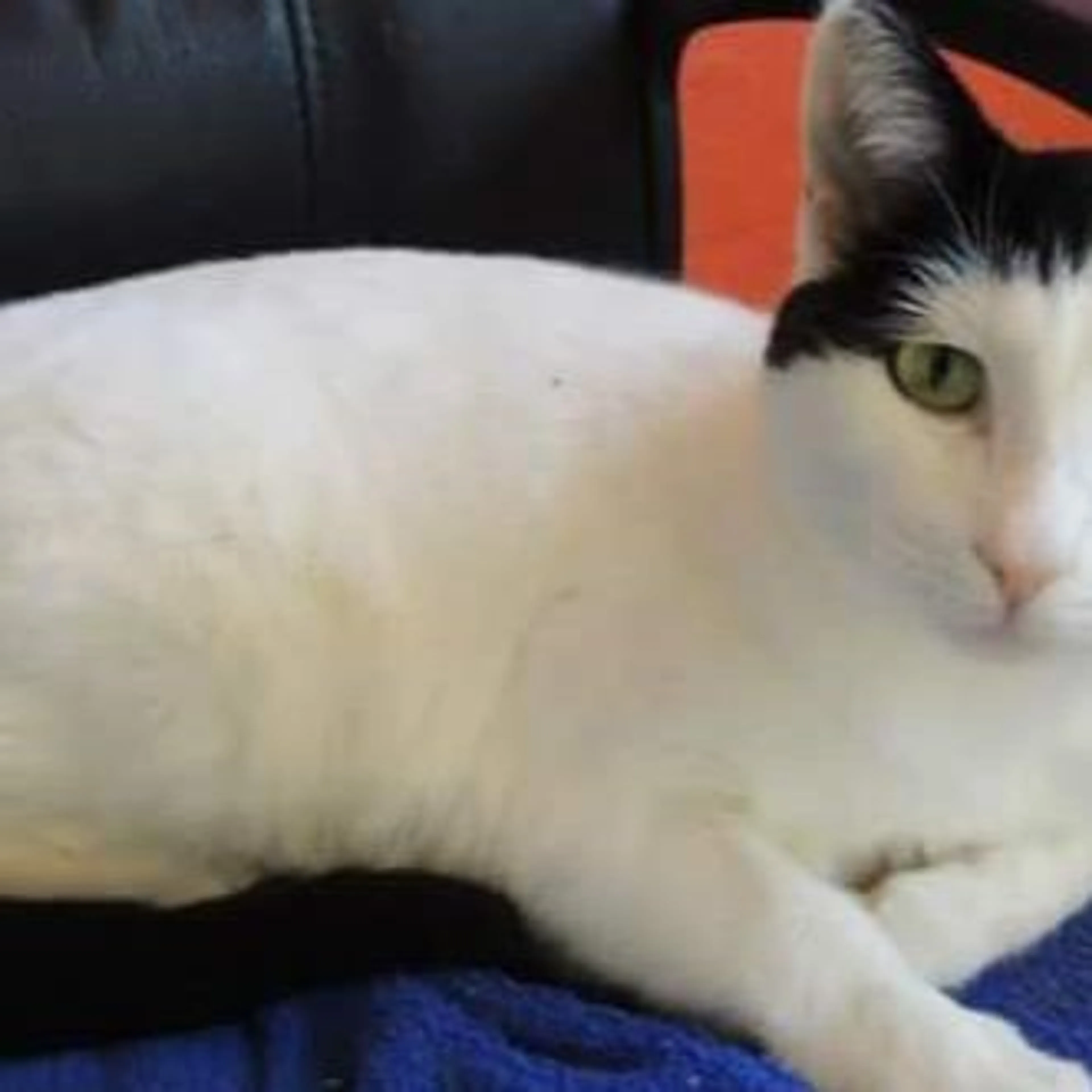 Lost pet