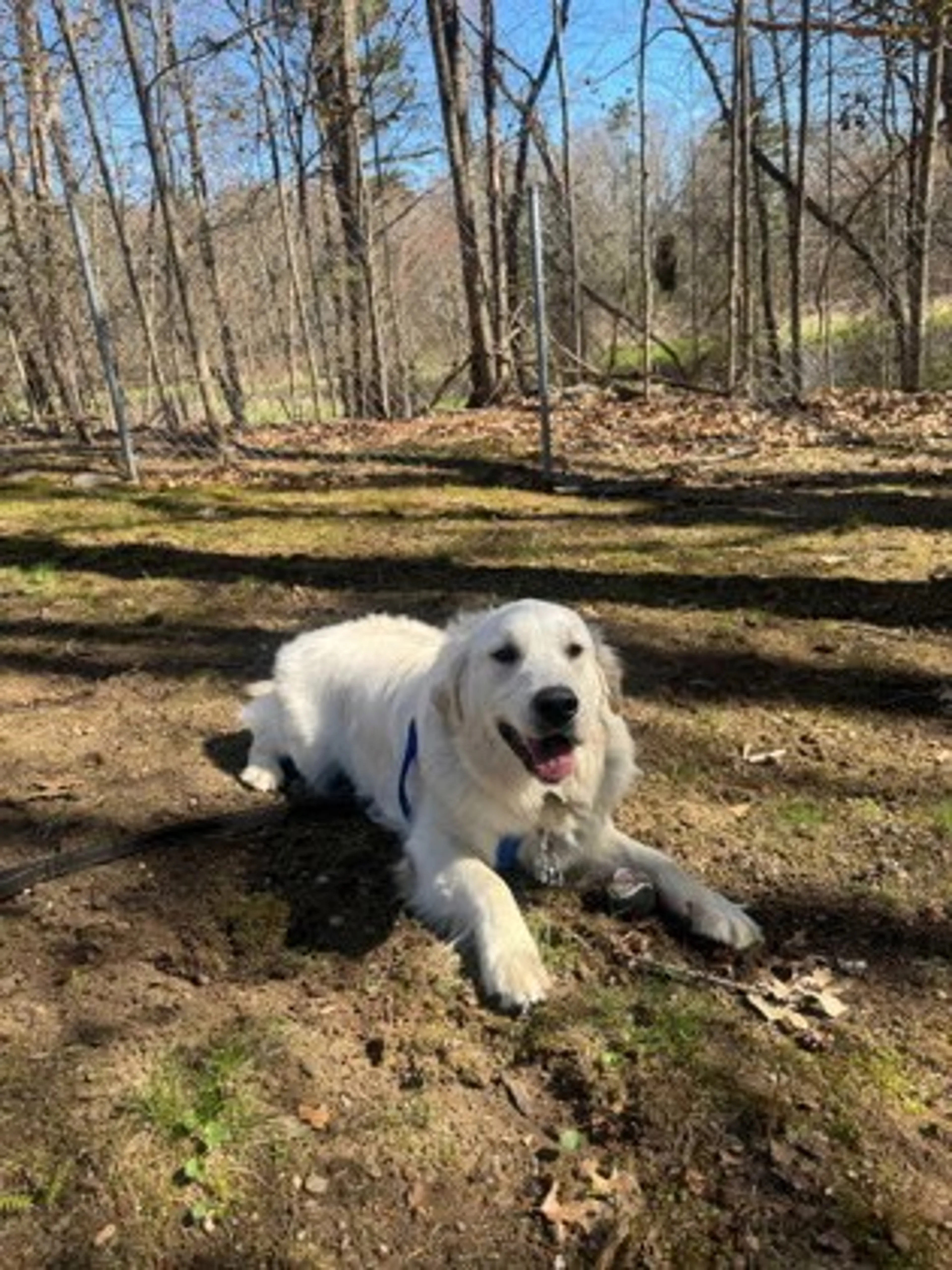 Found pet