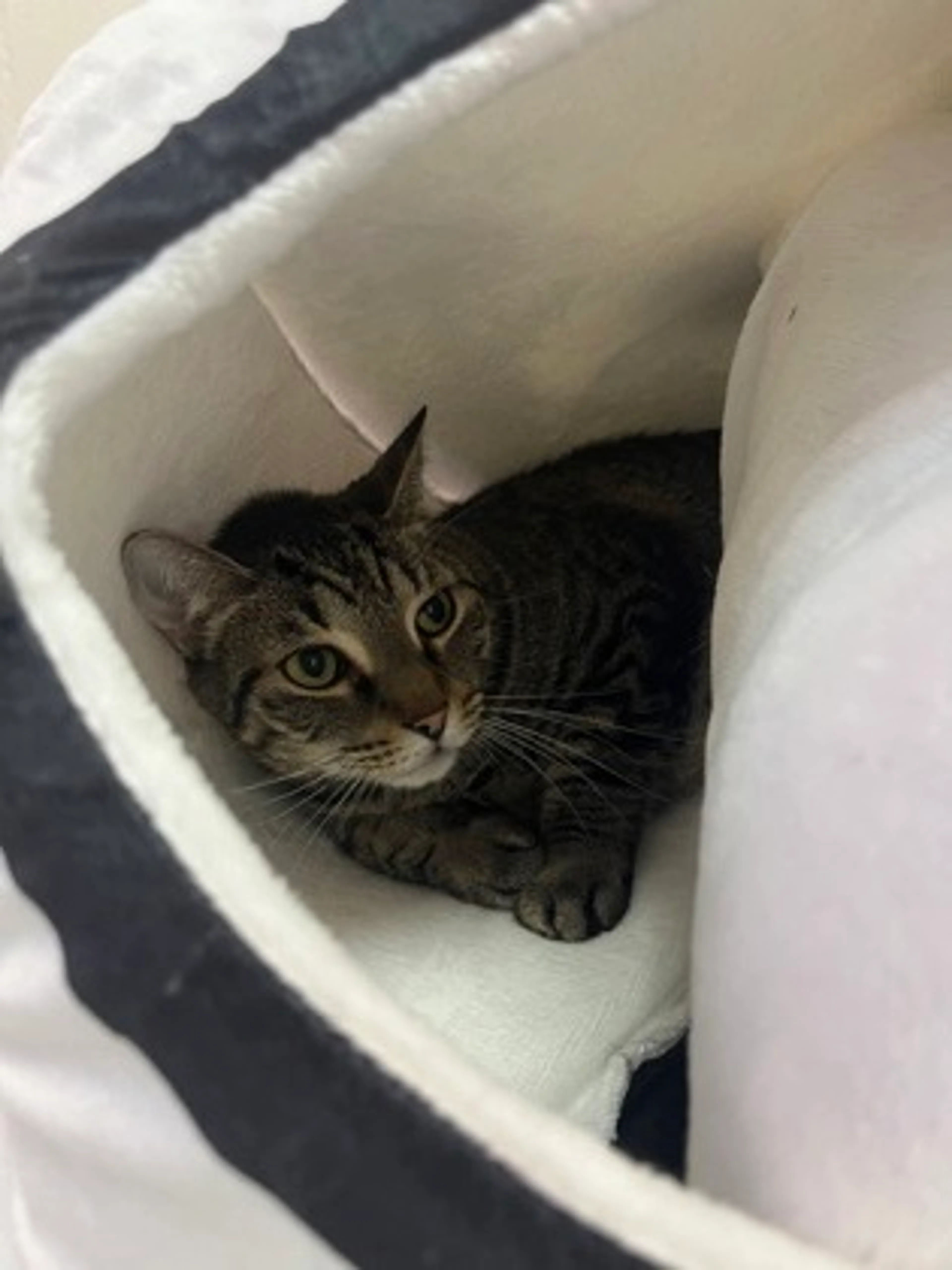 Found pet-0