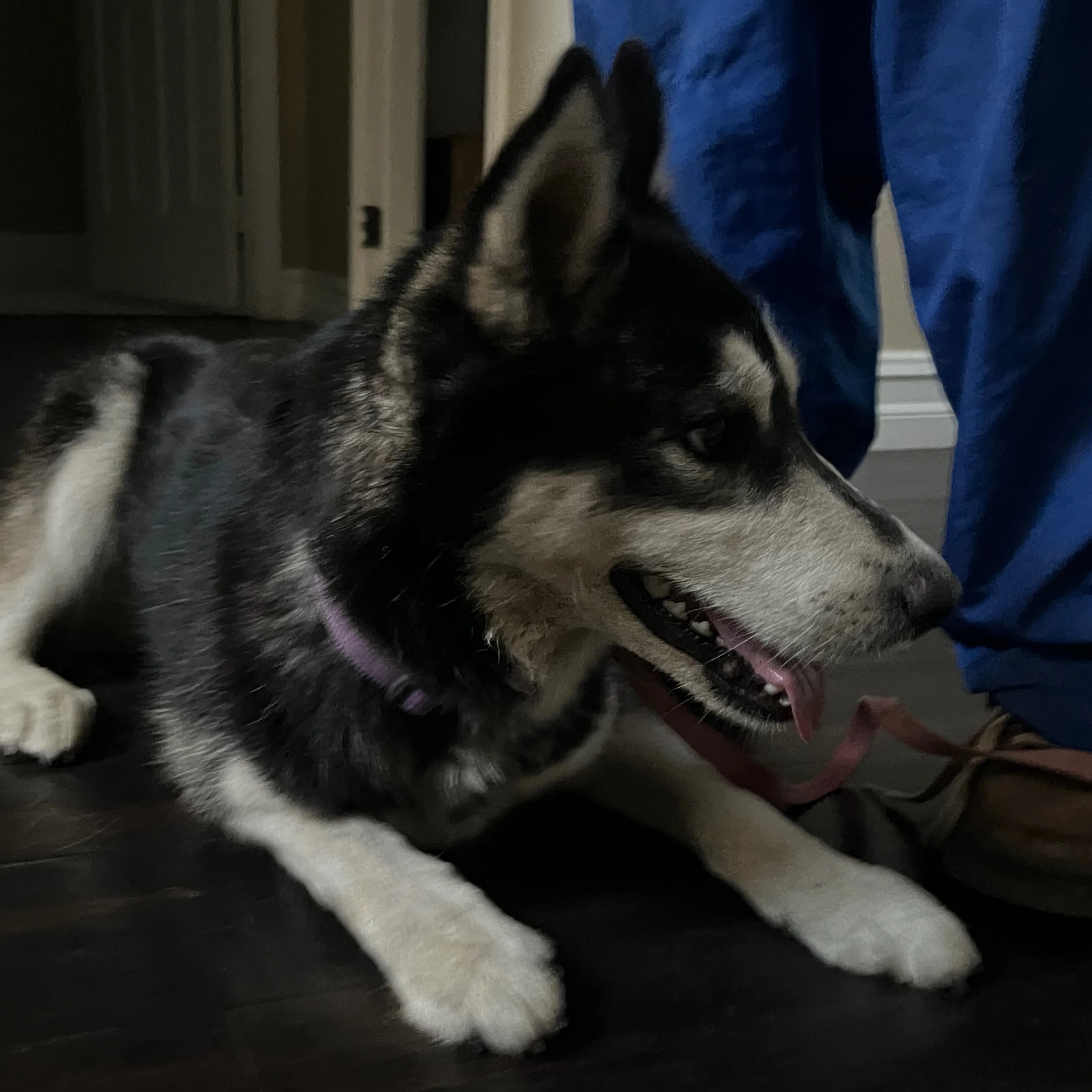 Found pet-3