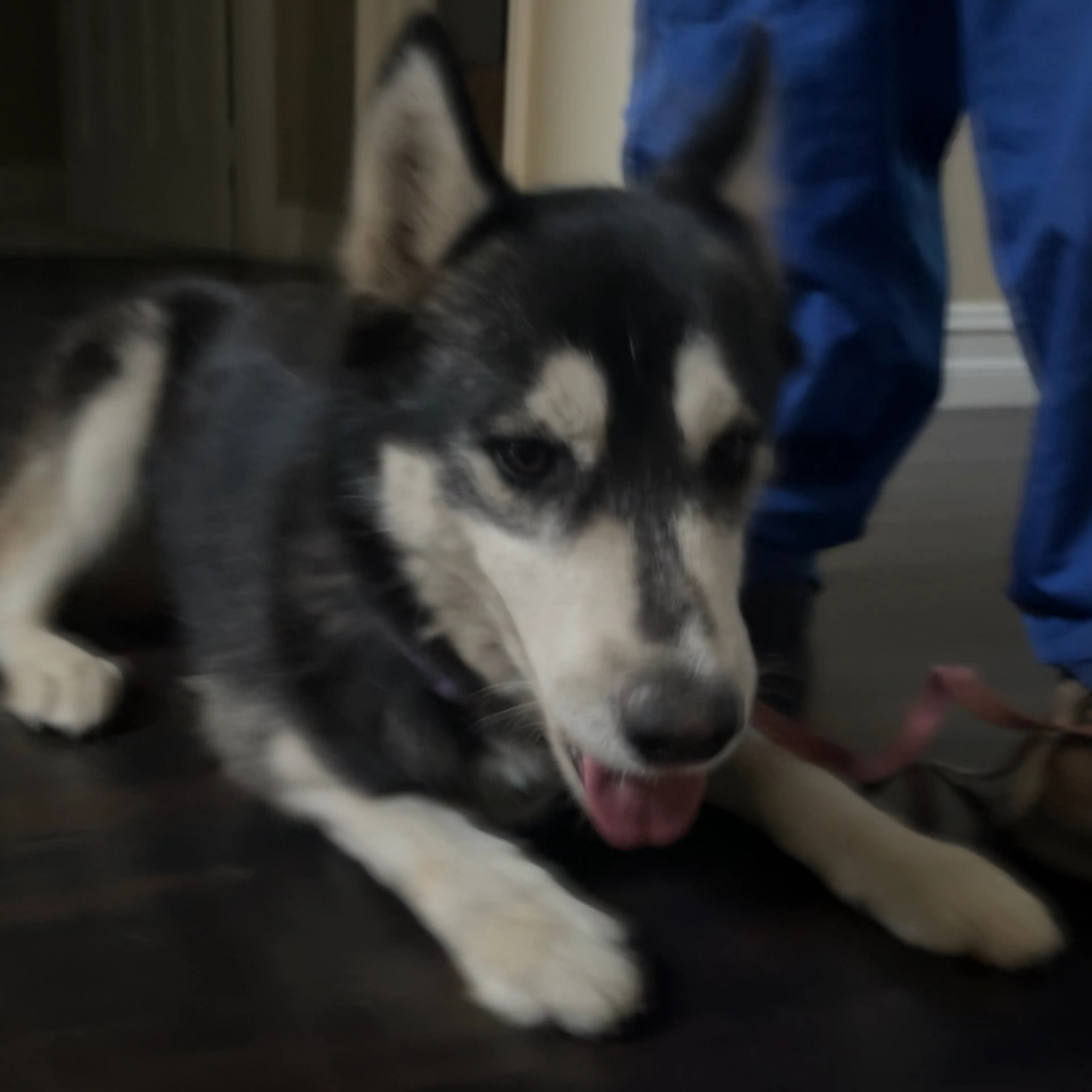Found pet-2