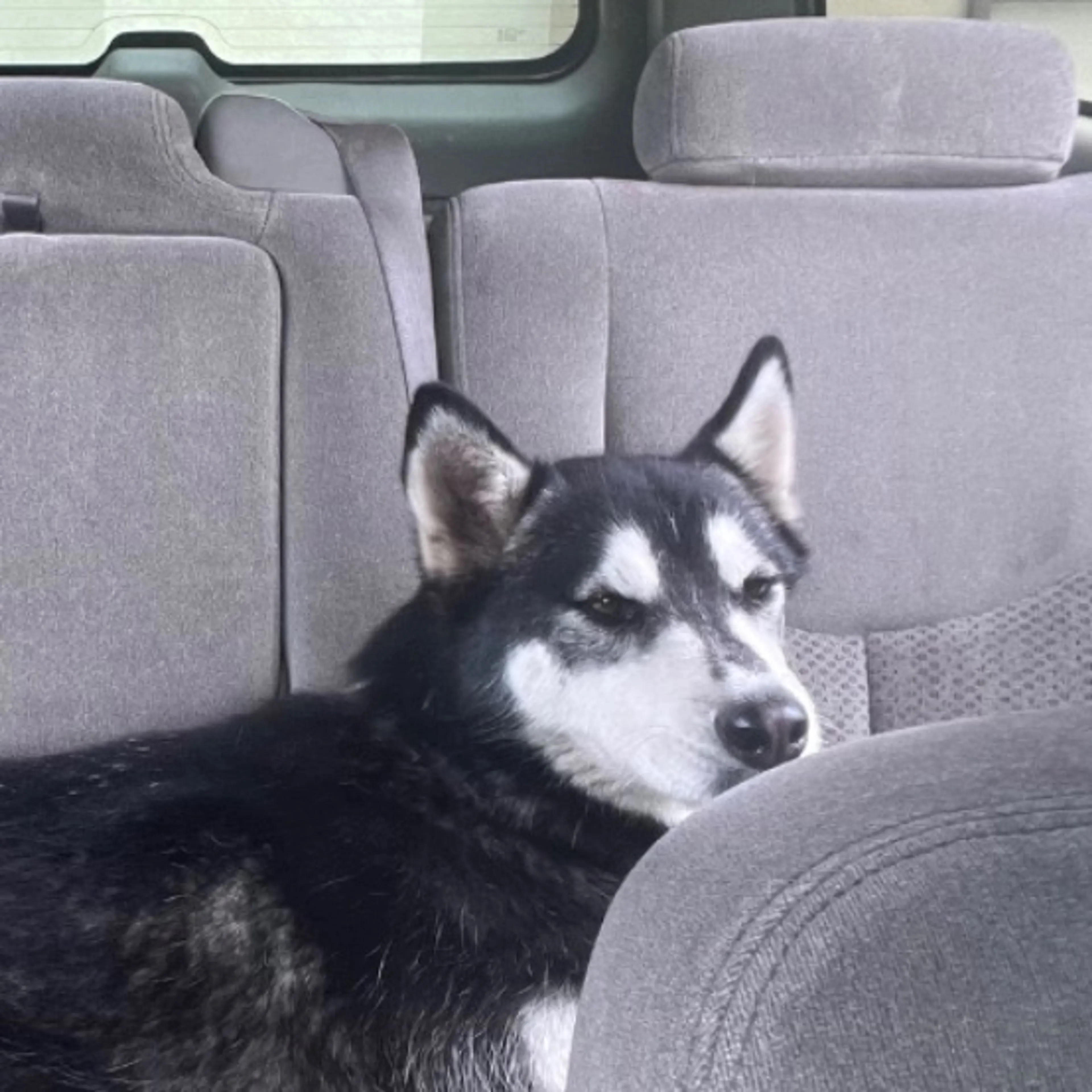 Found pet-0
