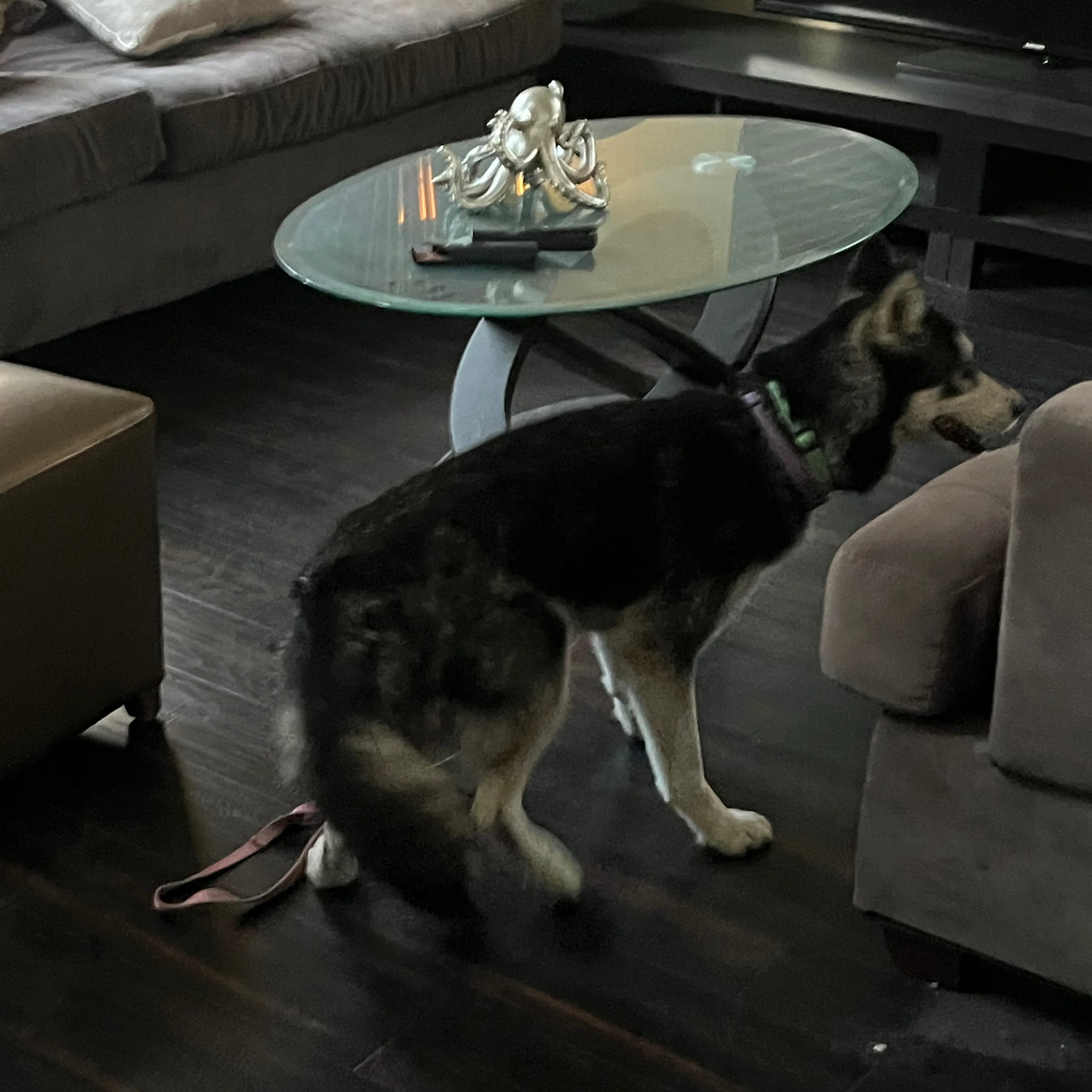 Found pet-1