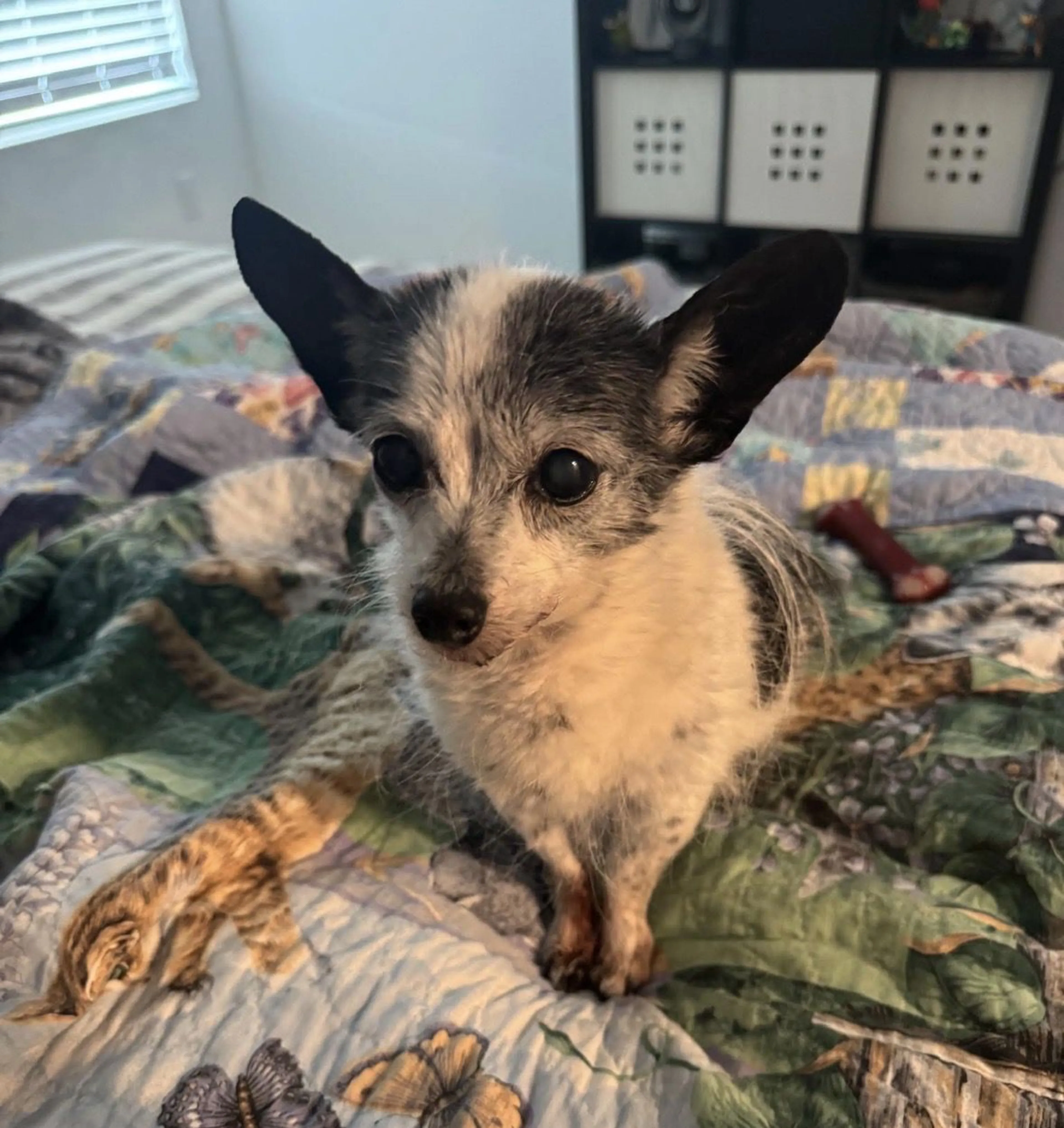 Lost pet-0