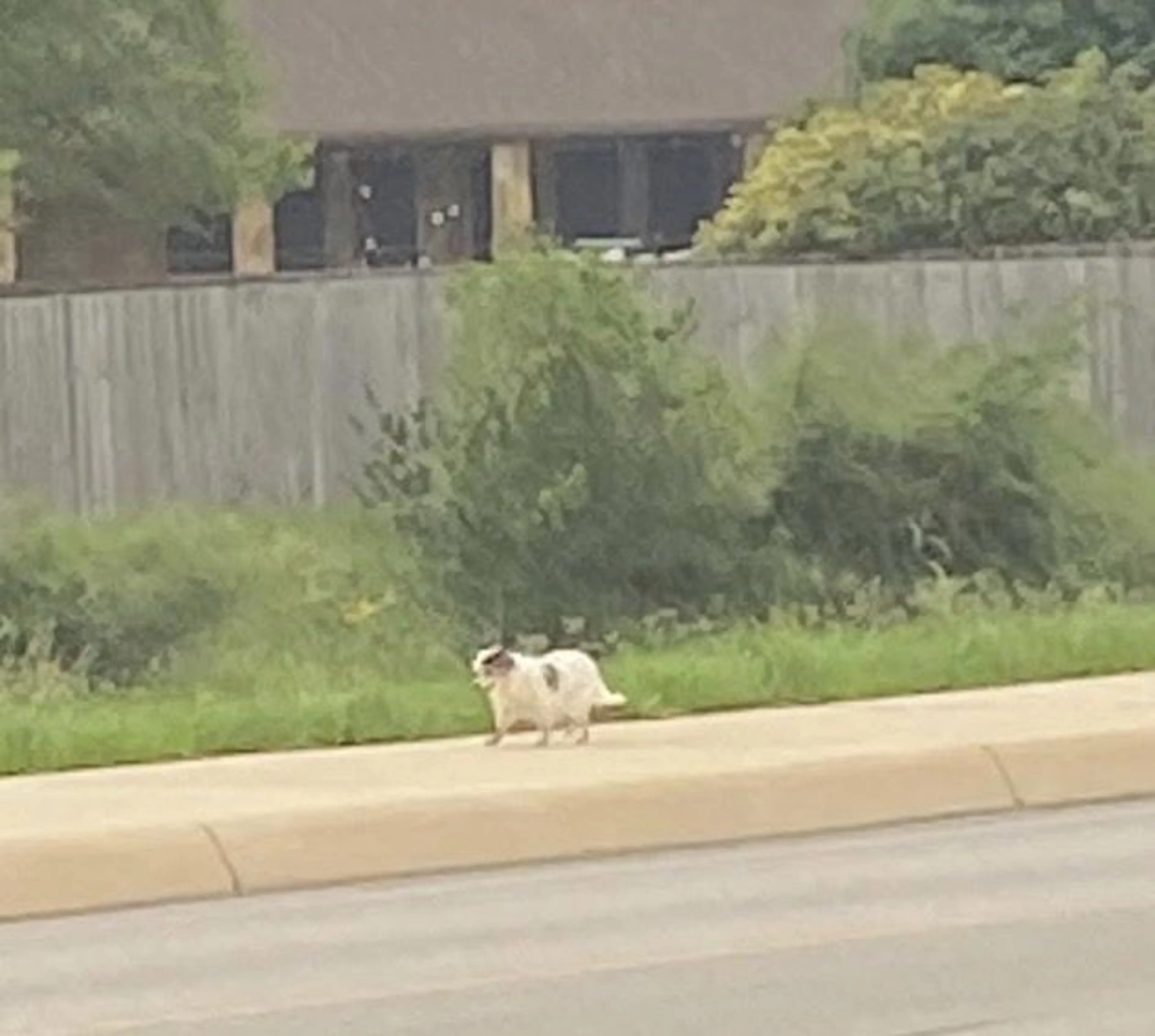 Lost pet-1