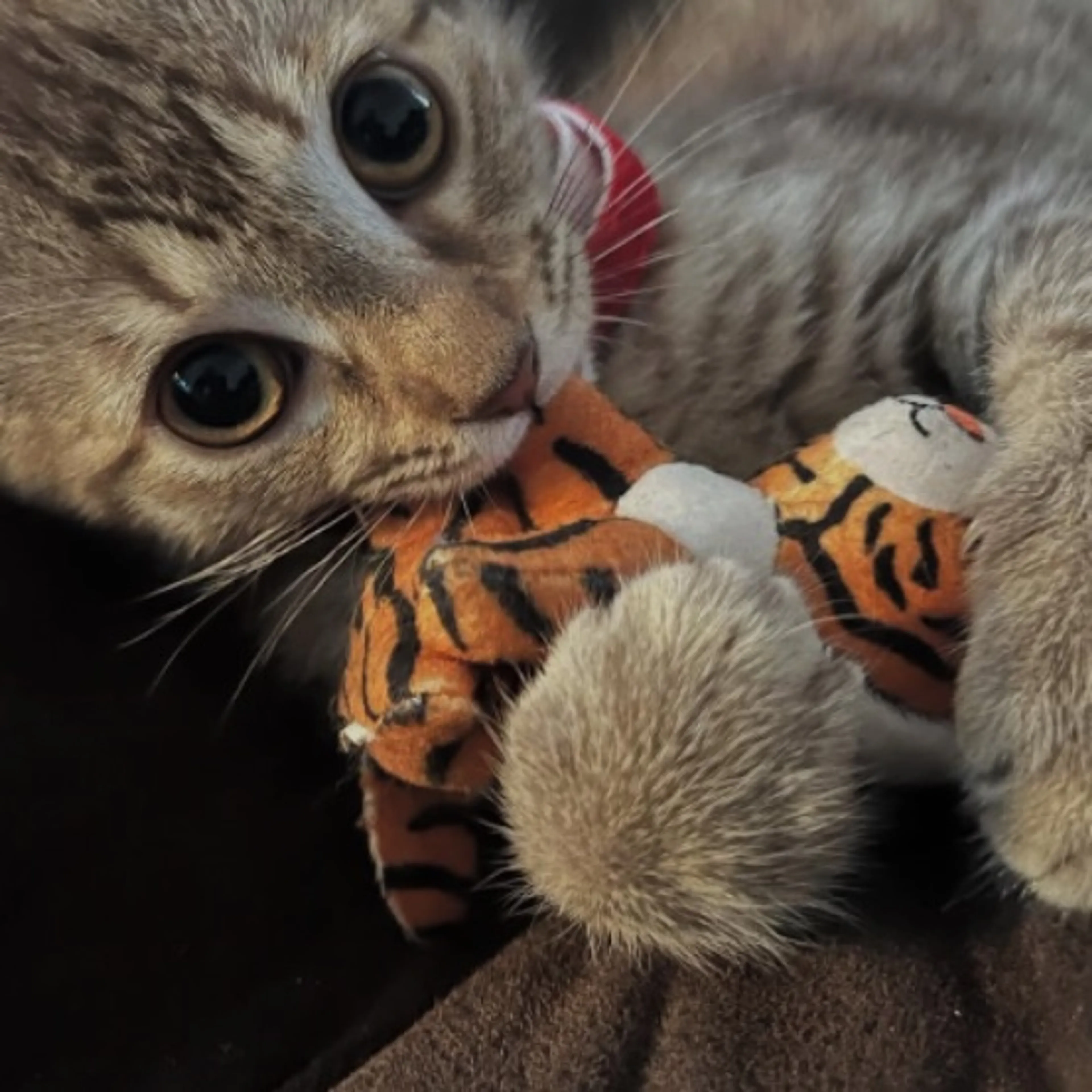Lost pet