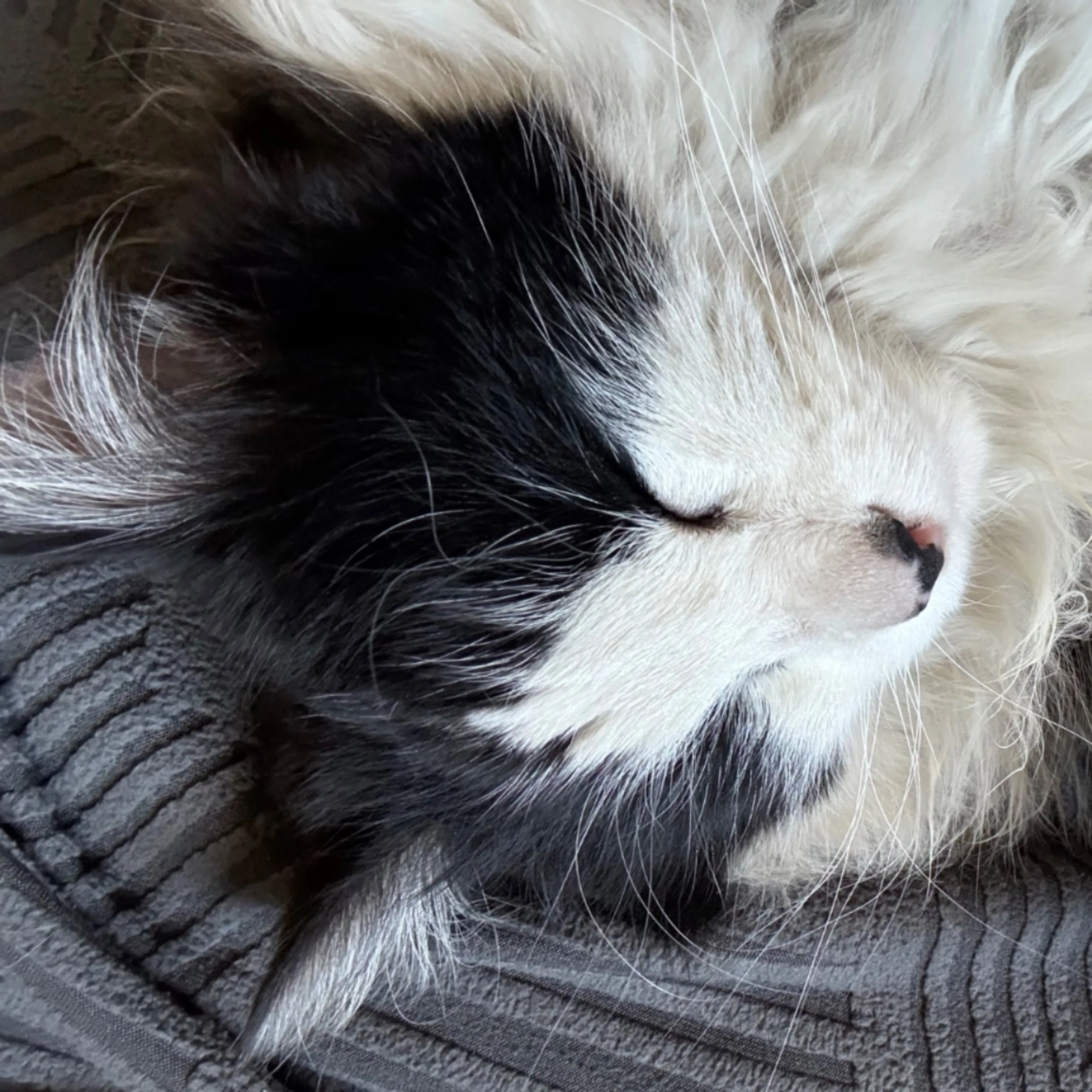 Lost pet