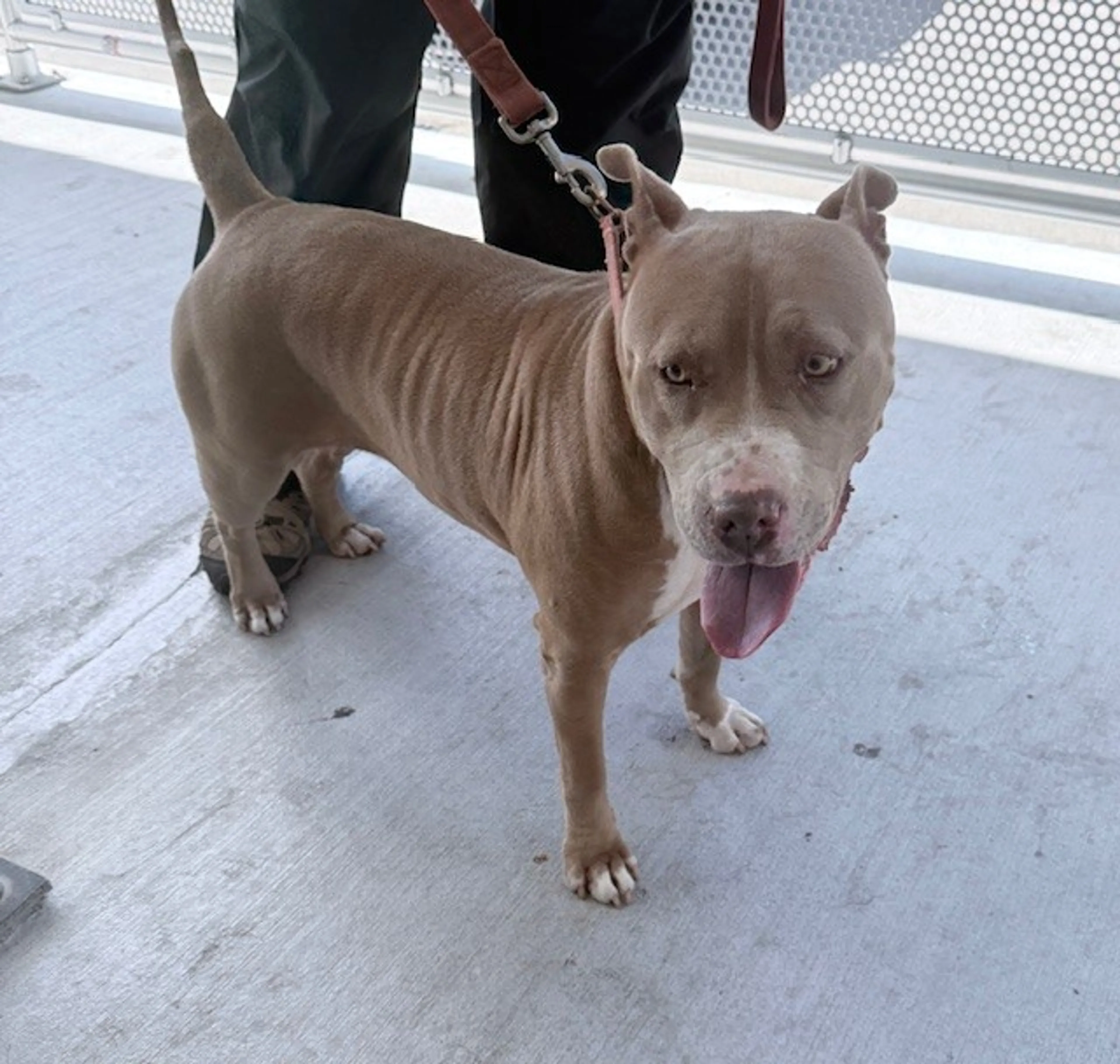 Found pet