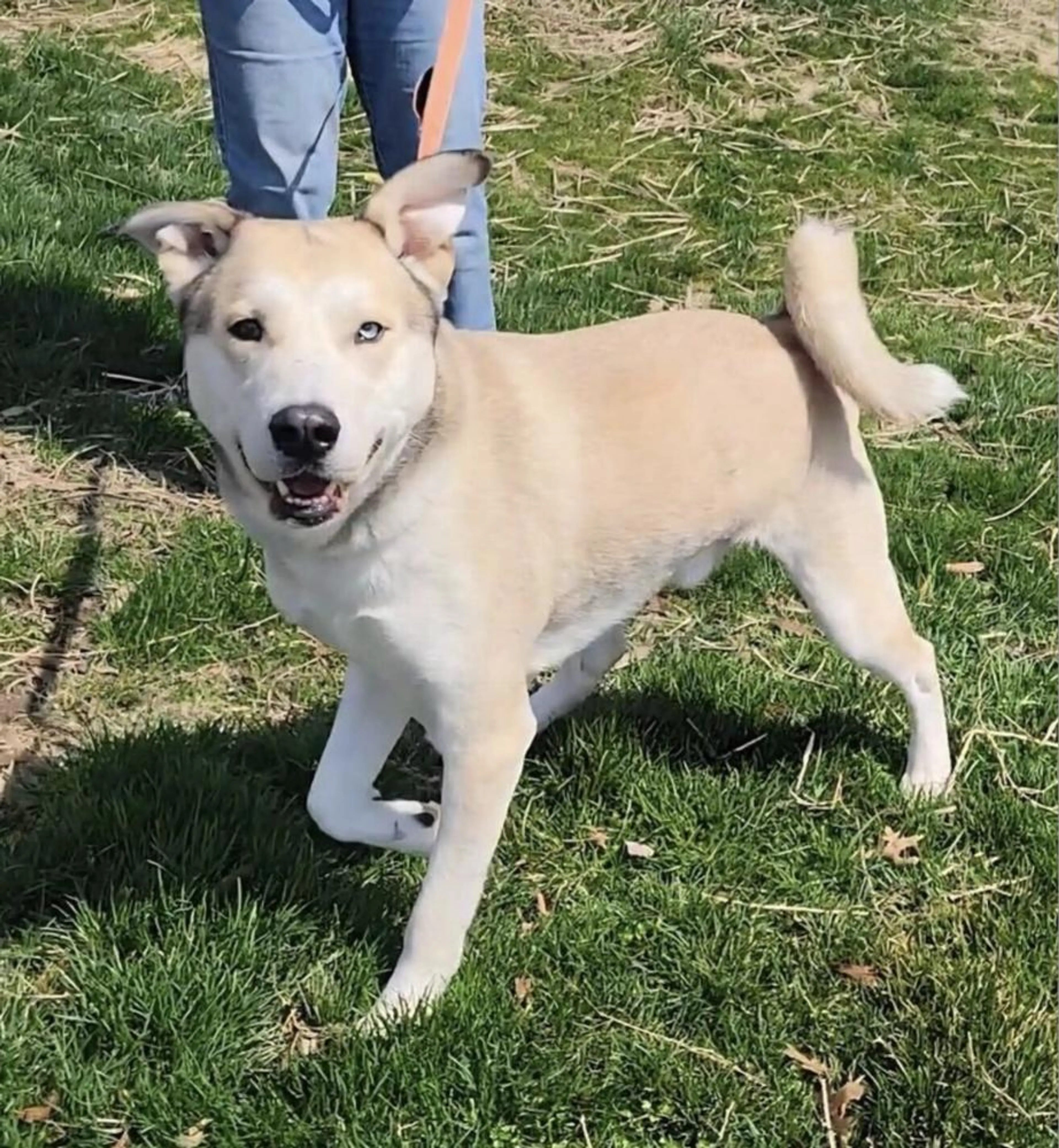 Found pet-2