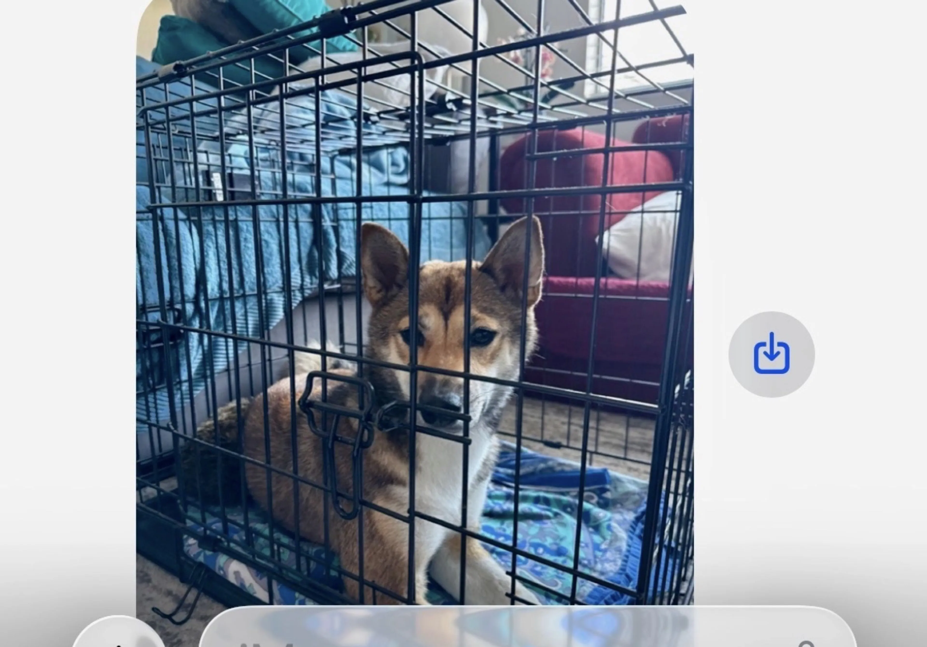 Lost pet-2