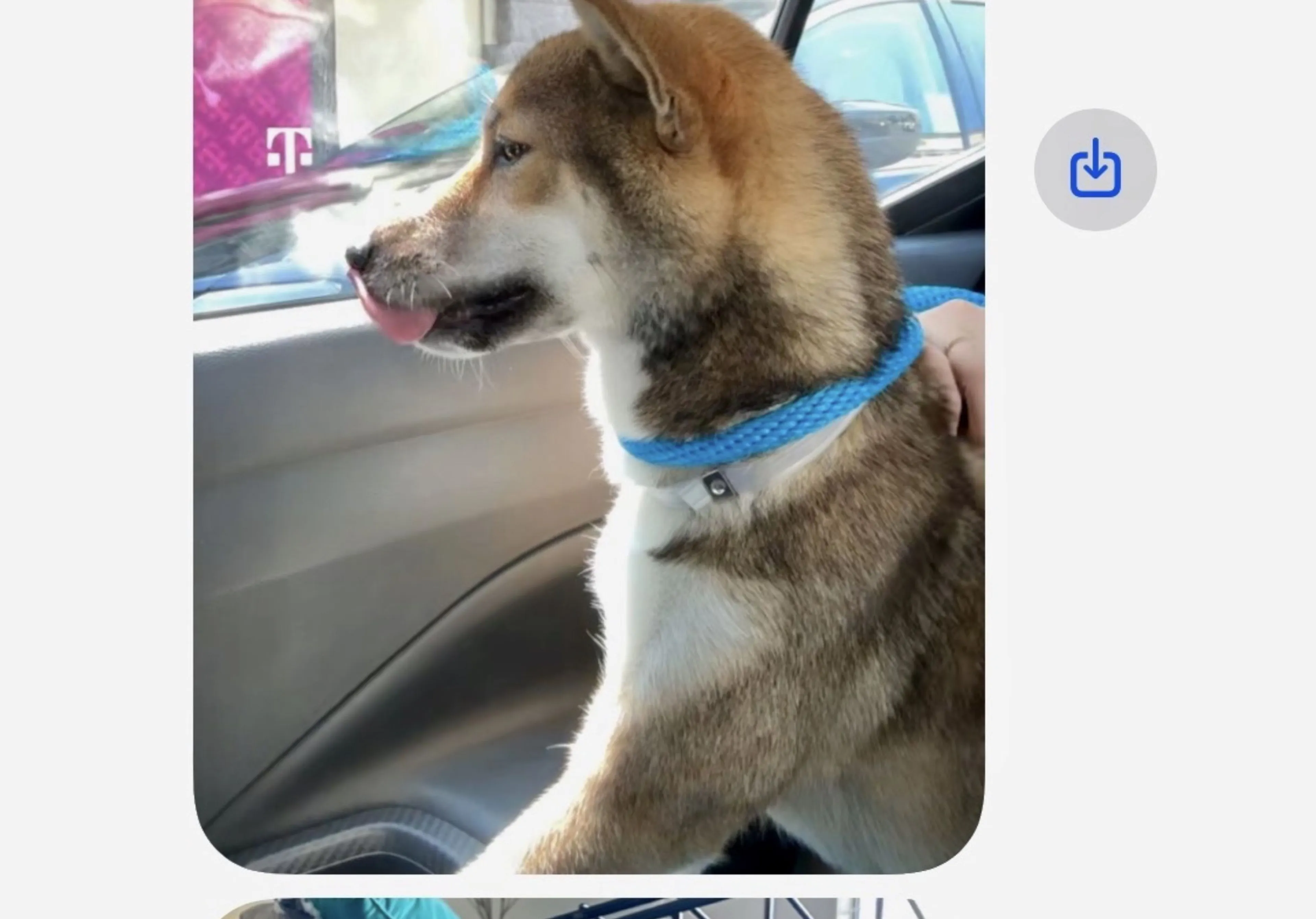 Lost pet-1