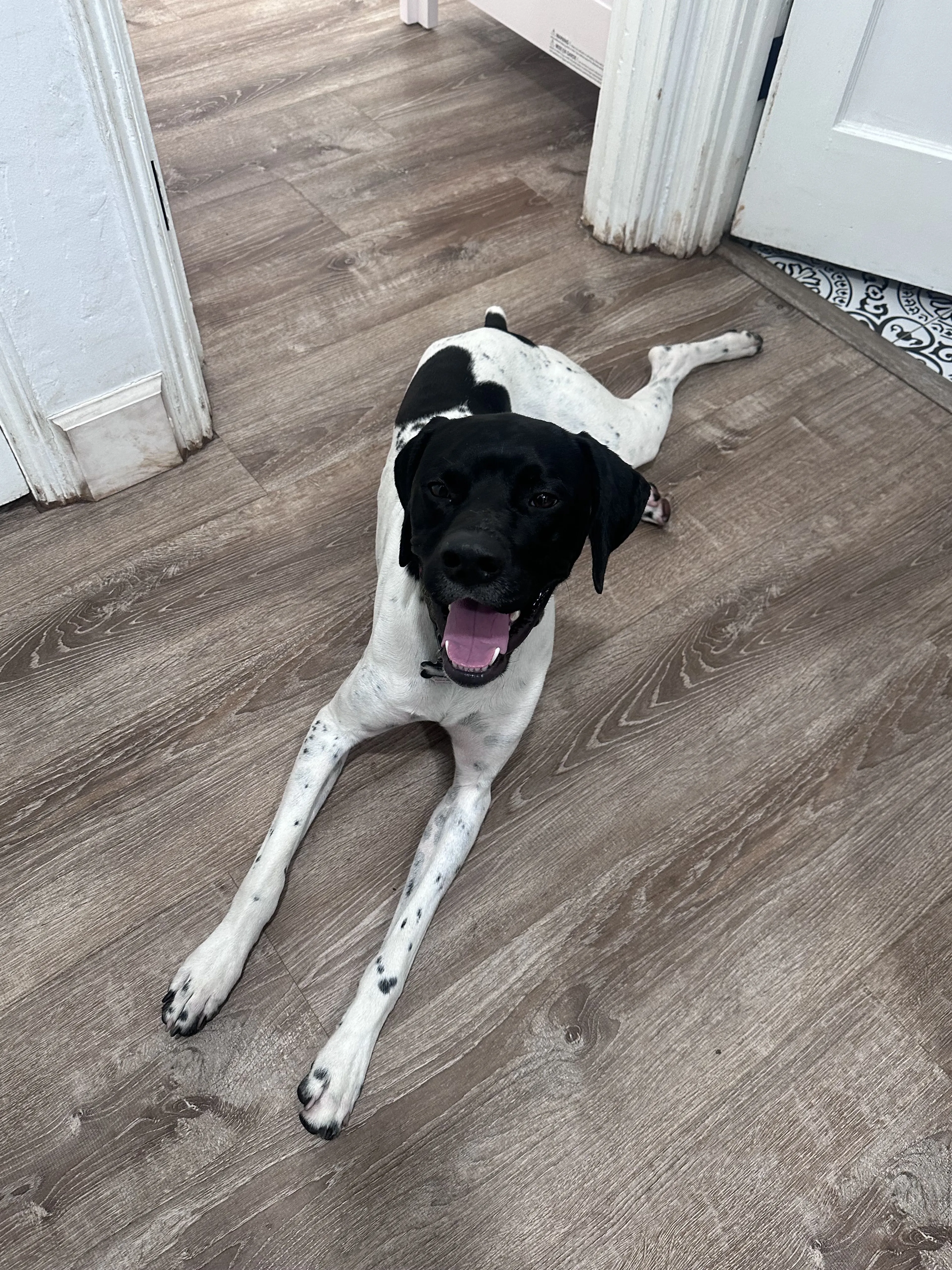Lost pet