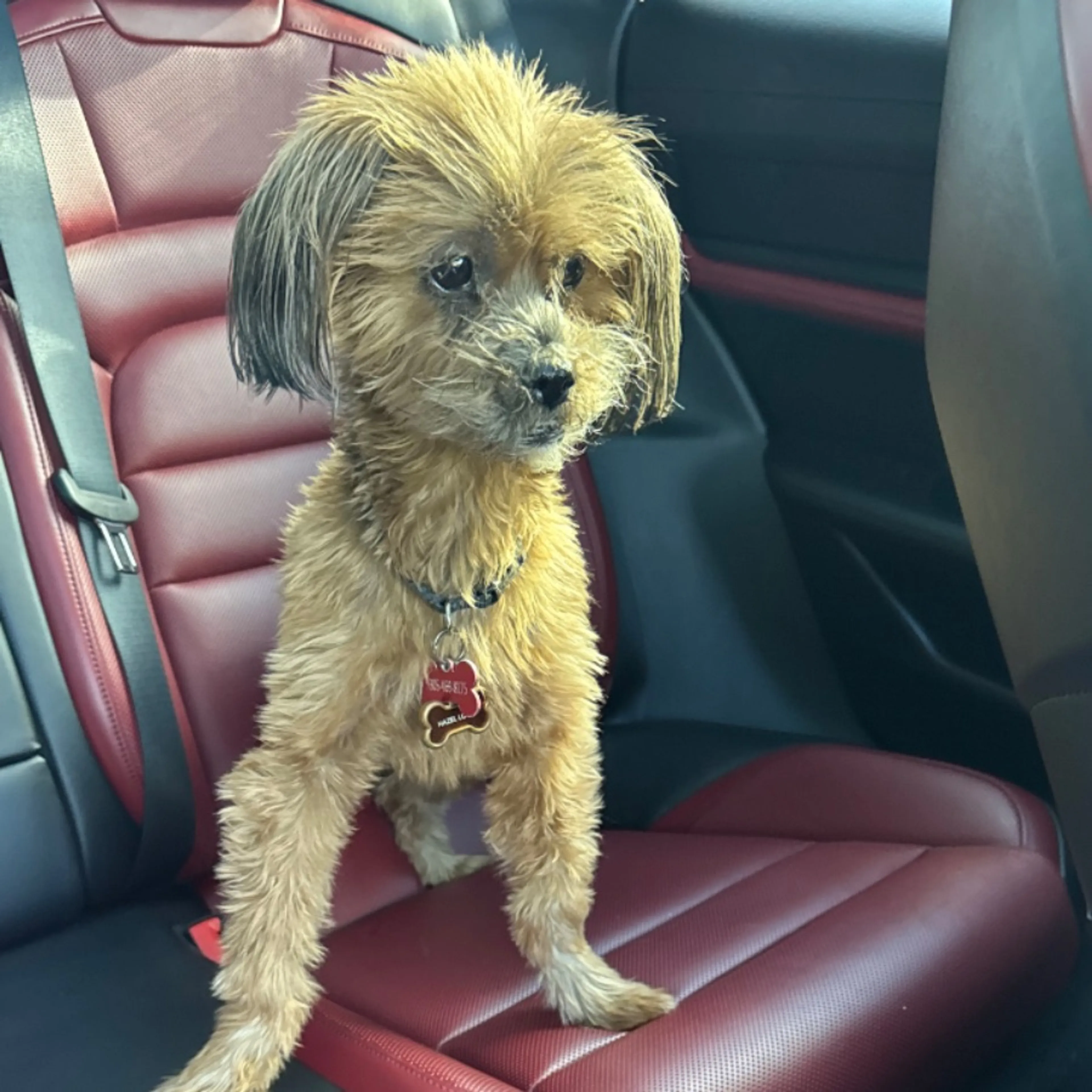 Lost pet