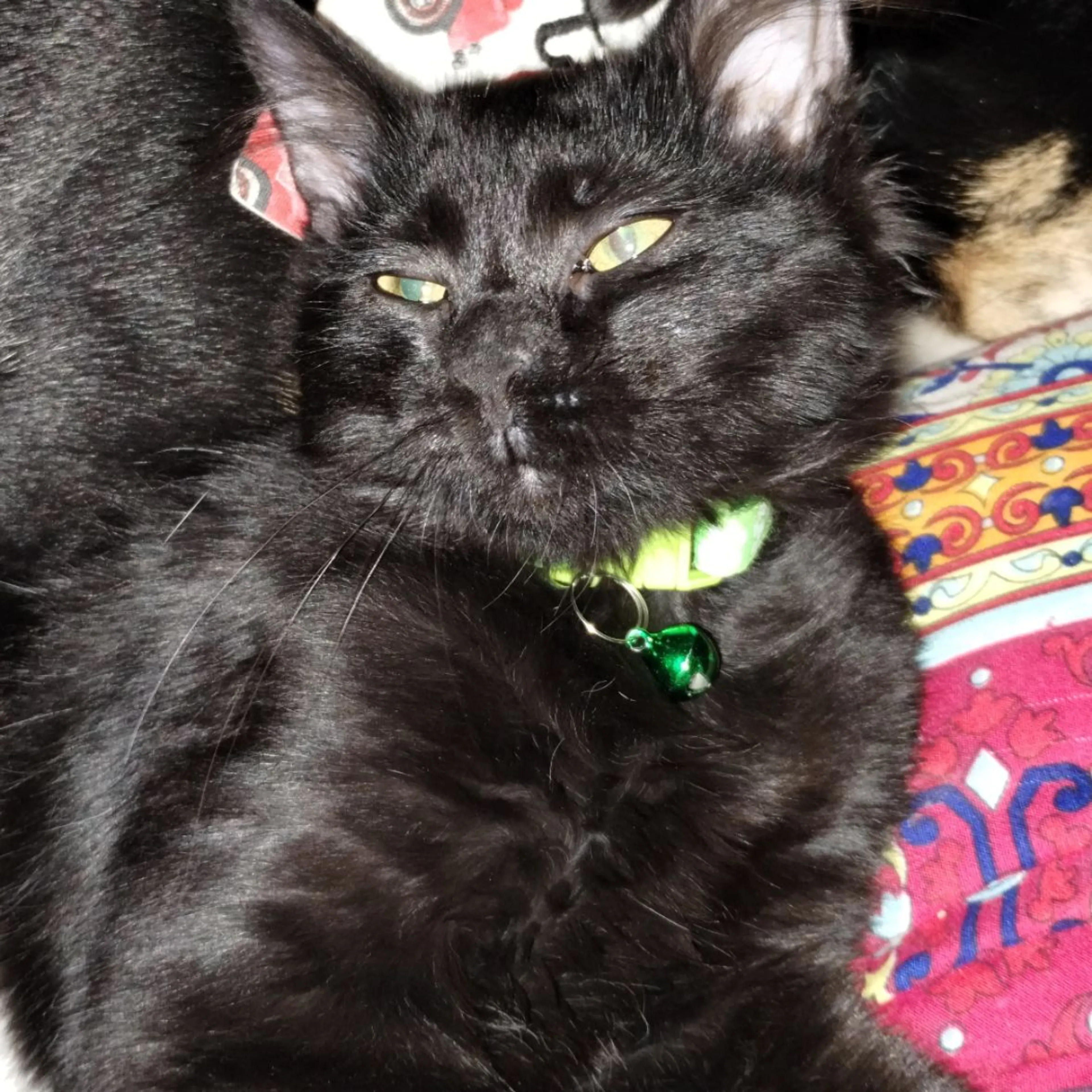 Lost pet