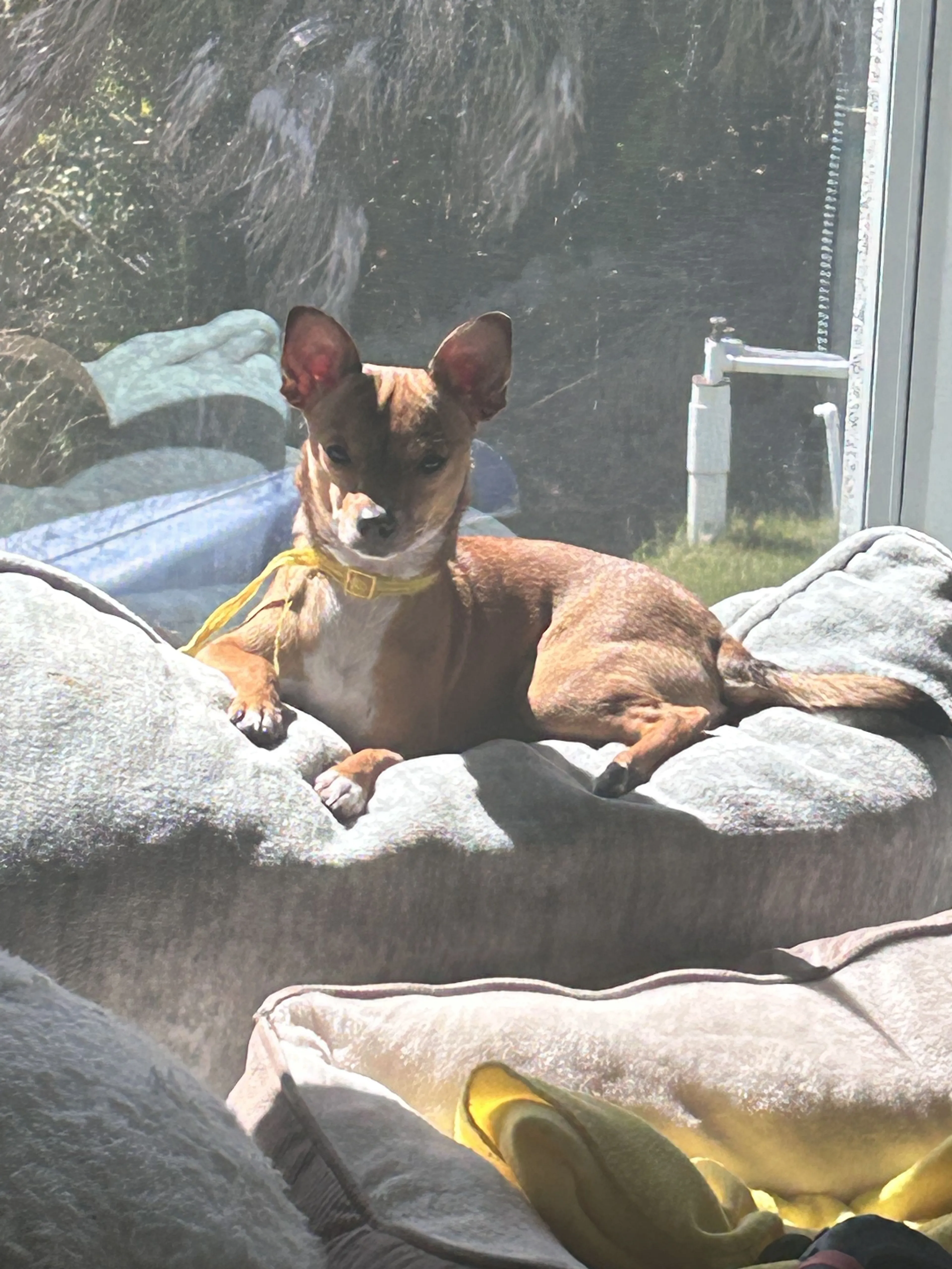 Lost pet