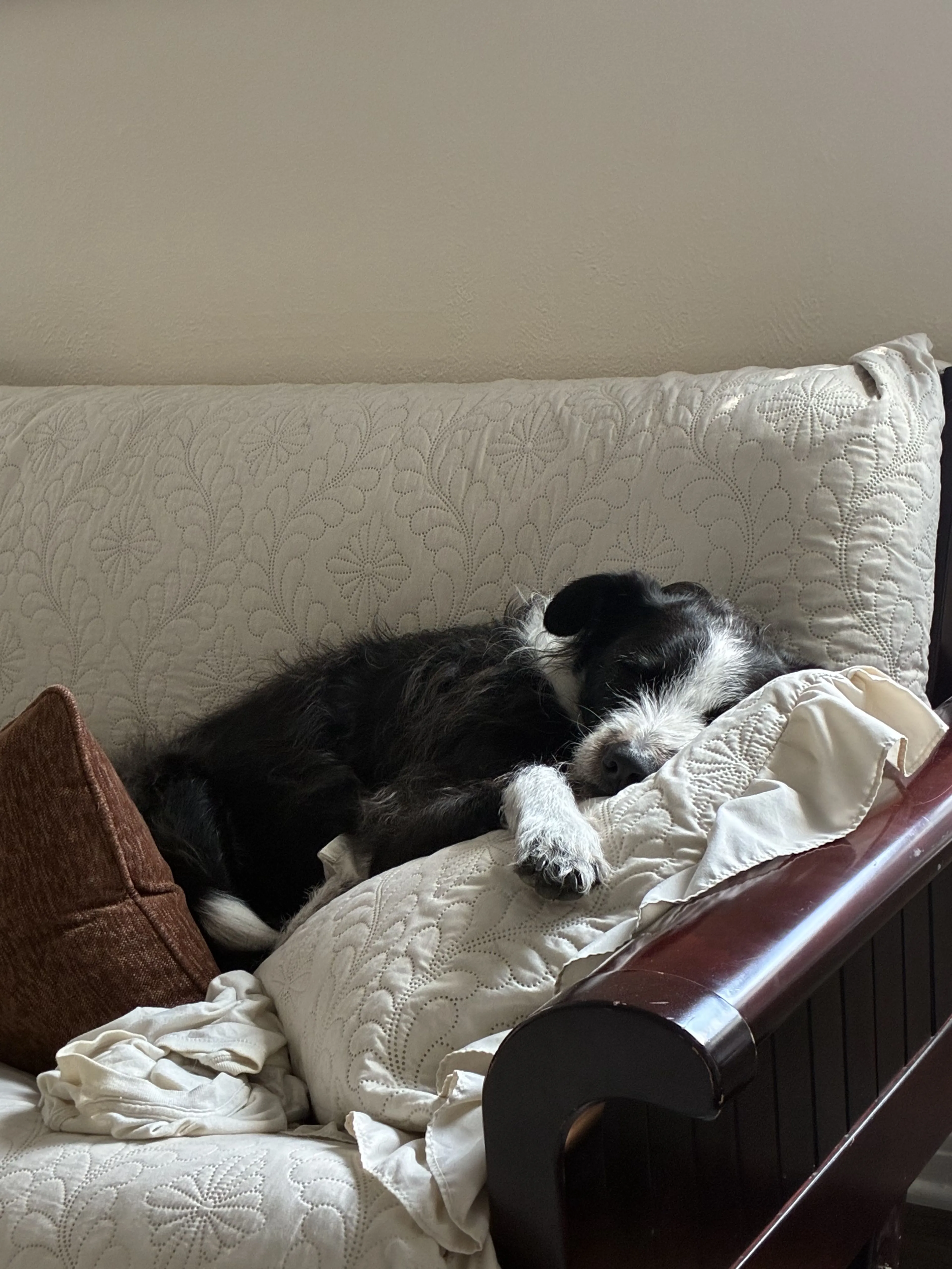 Lost pet-3