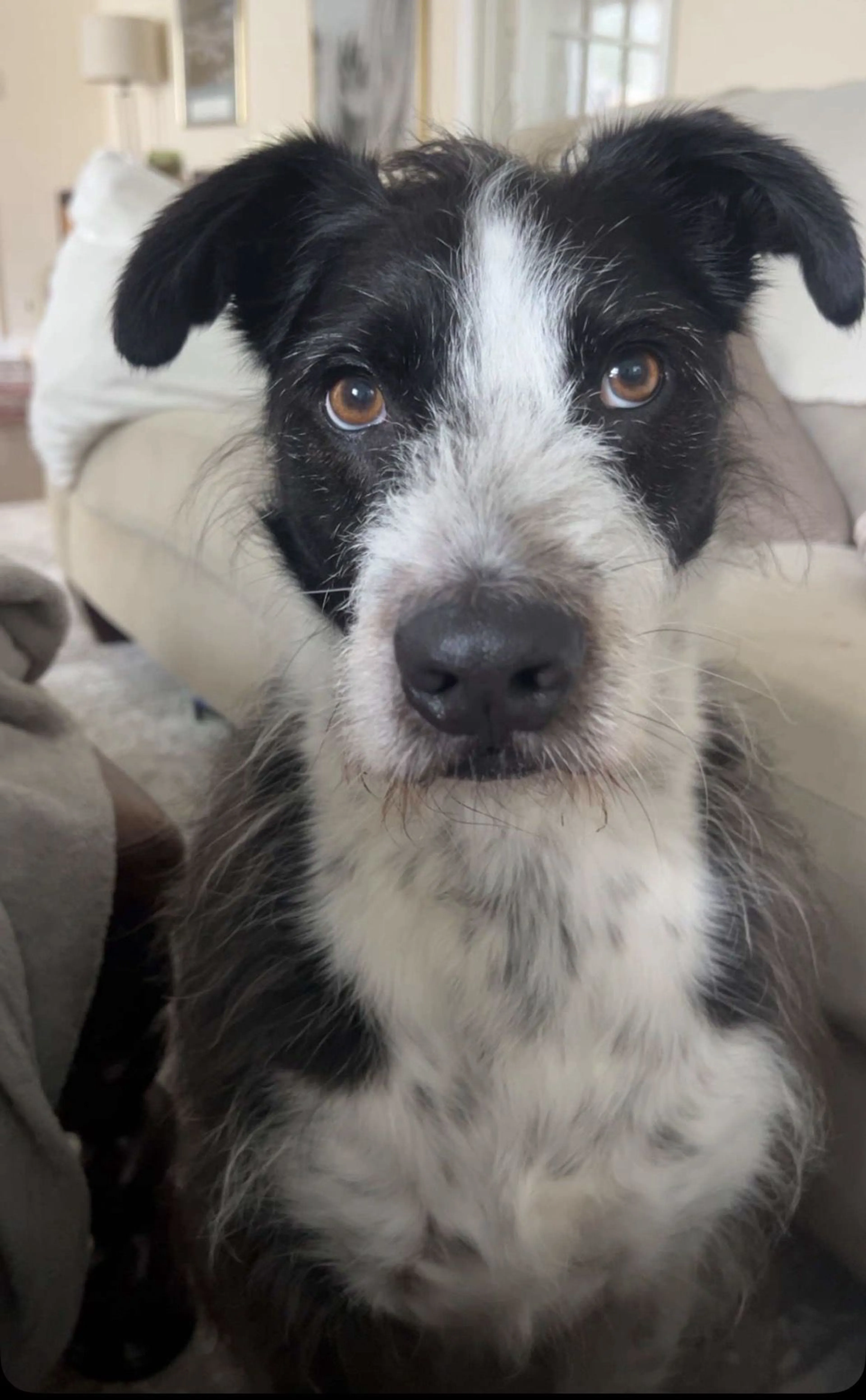 Lost pet-2