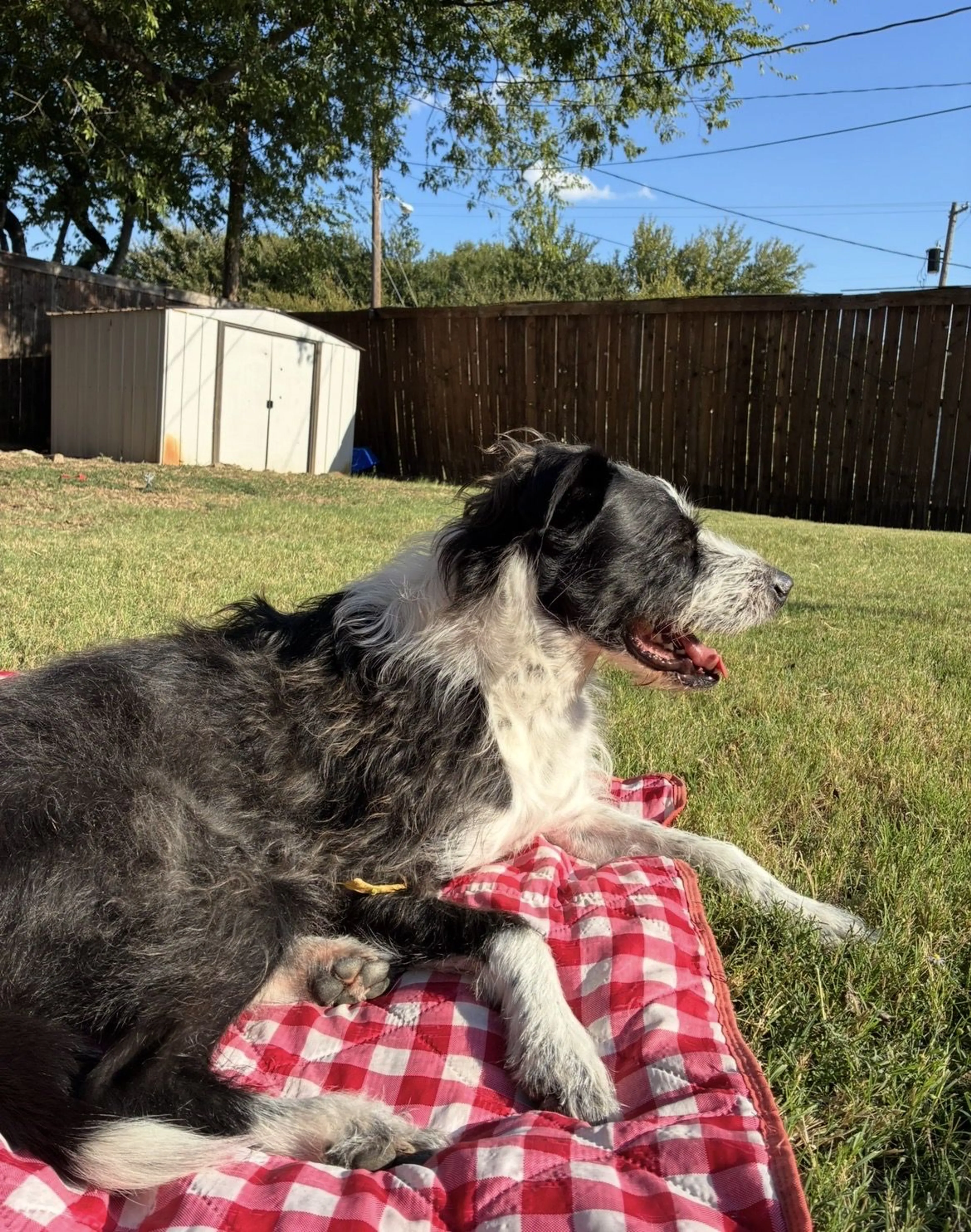 Lost pet-1
