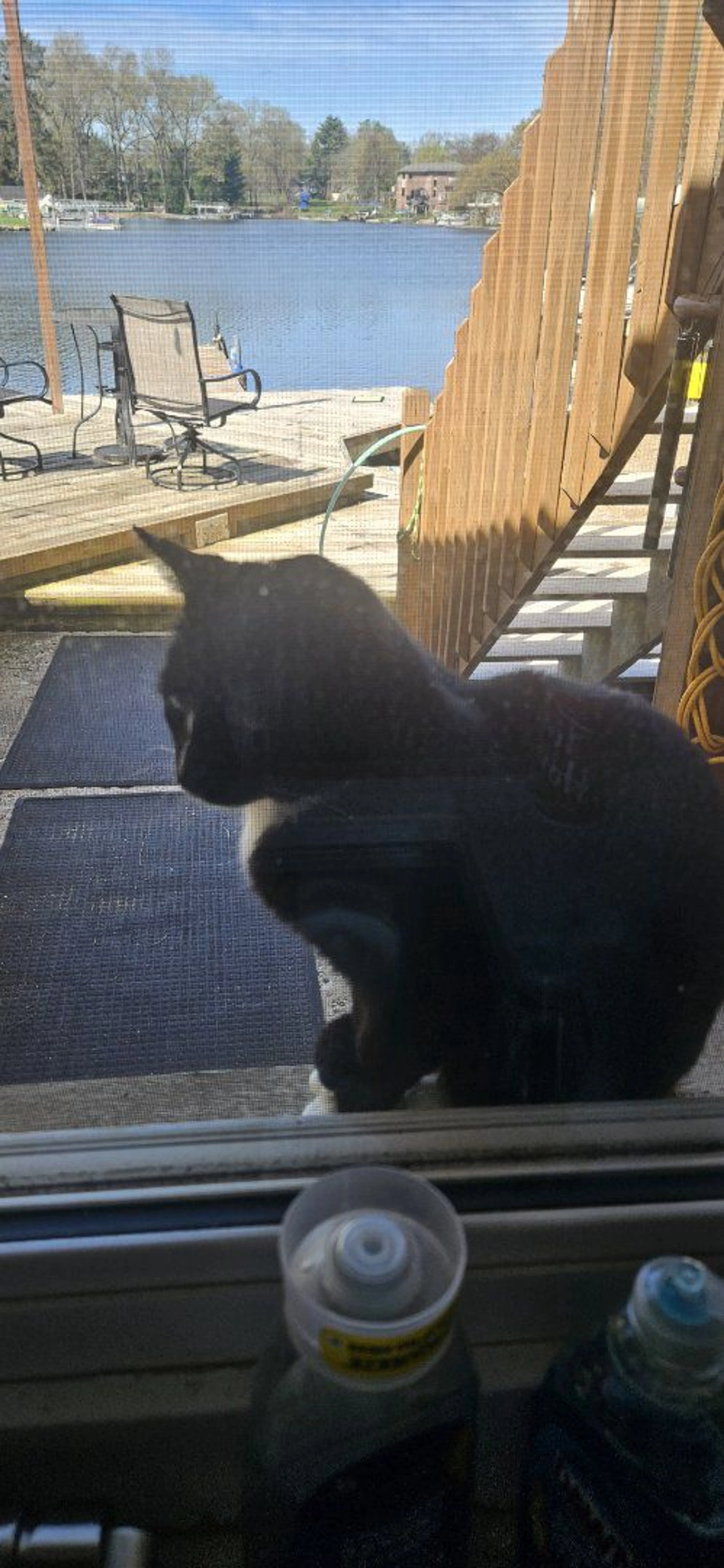 Lost pet-1