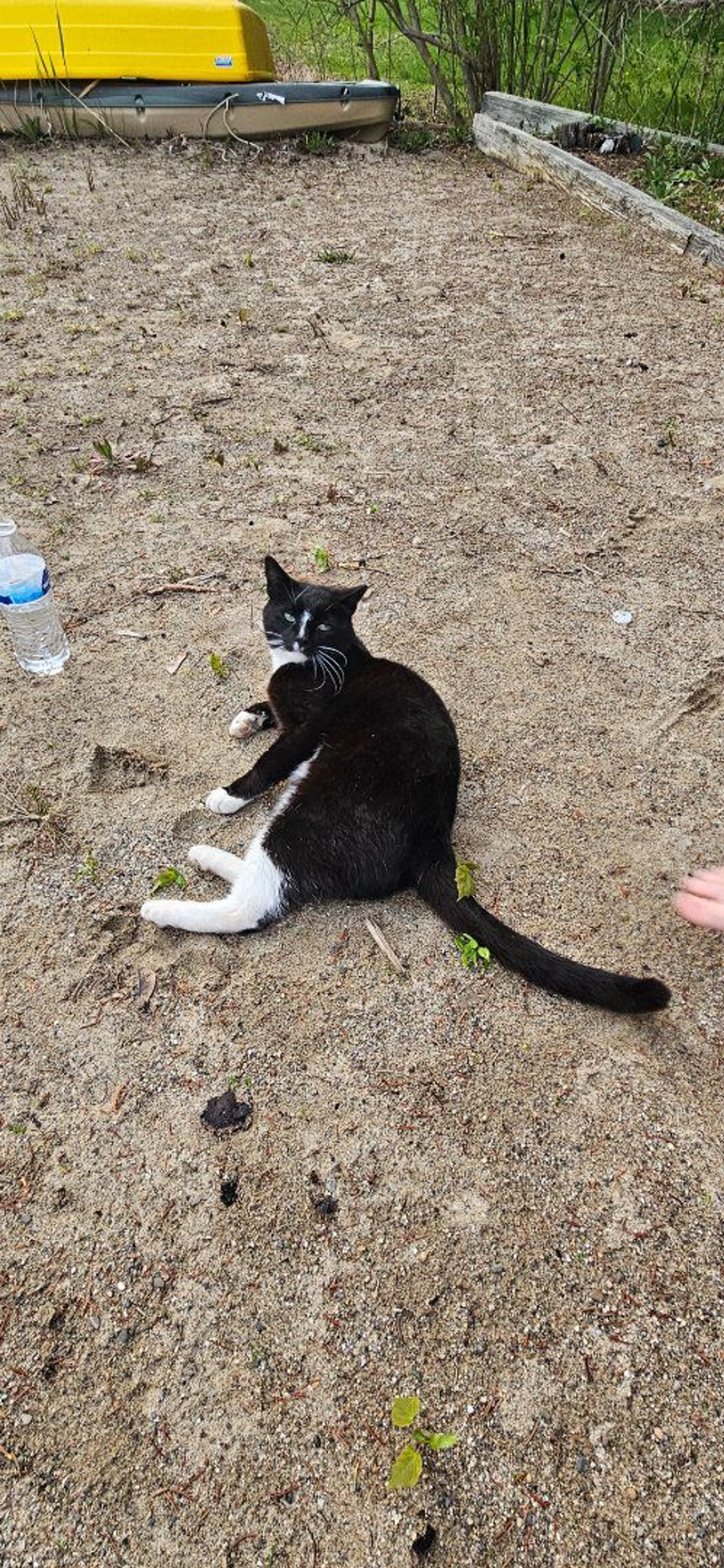 Lost pet-0