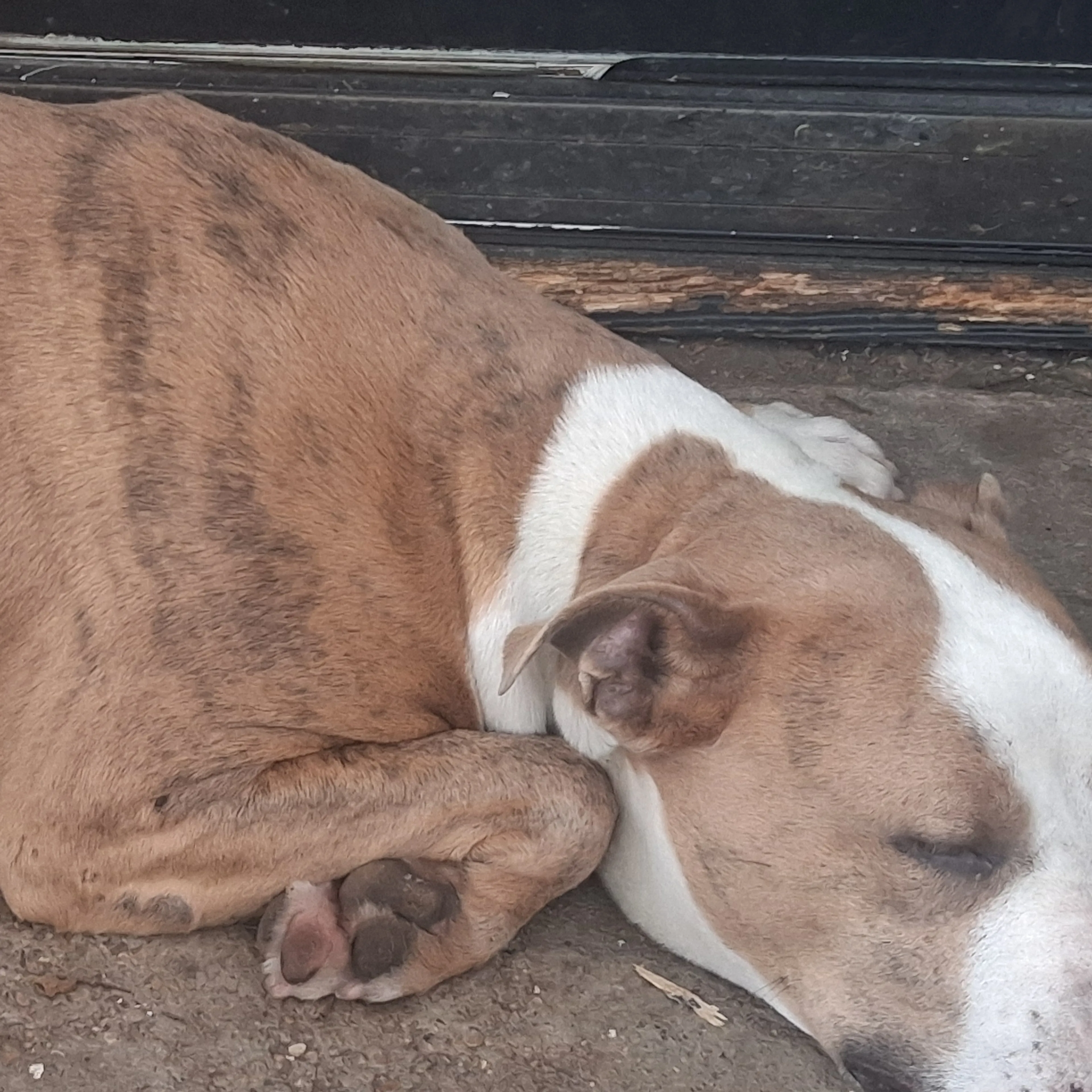 Found pet-3