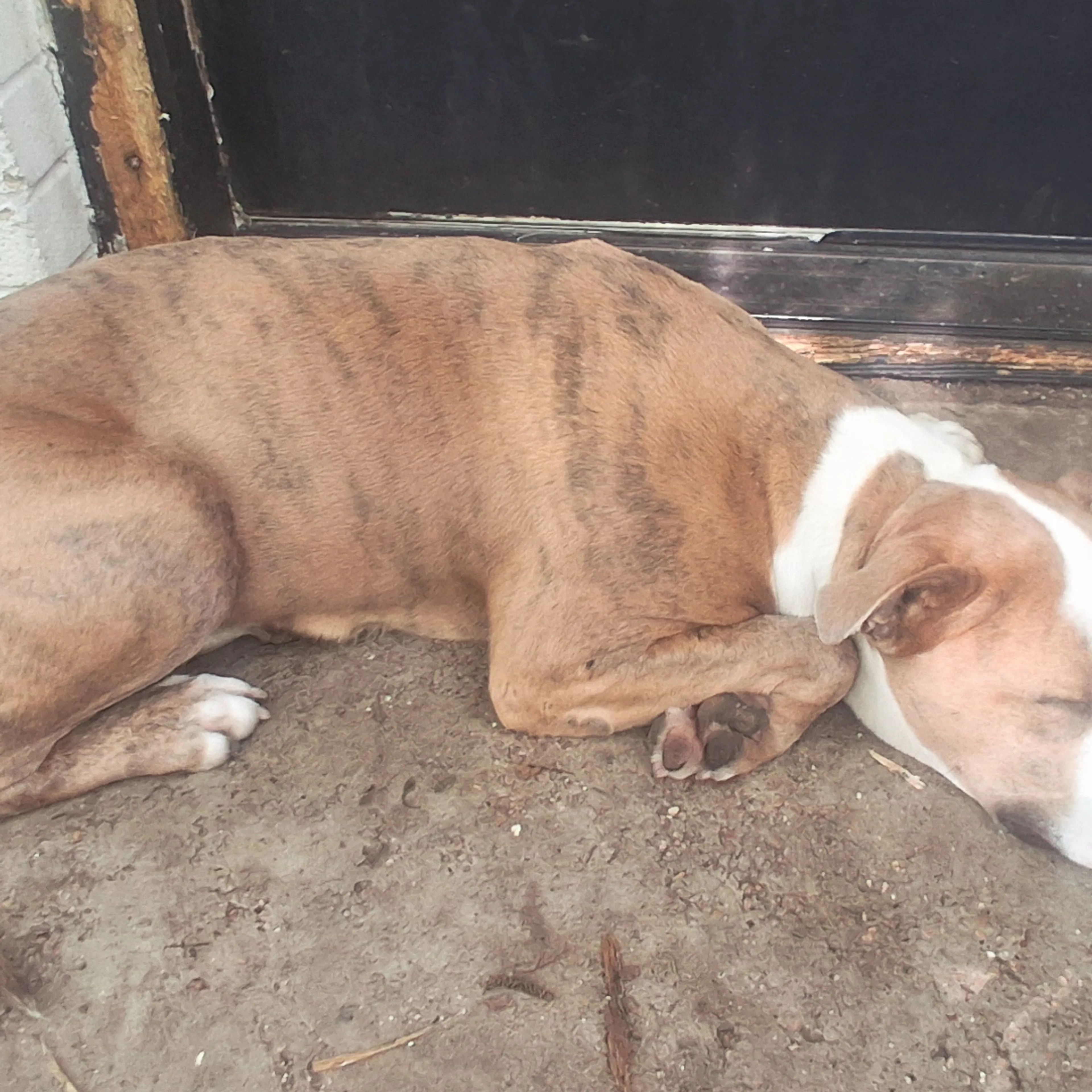 Found pet-1